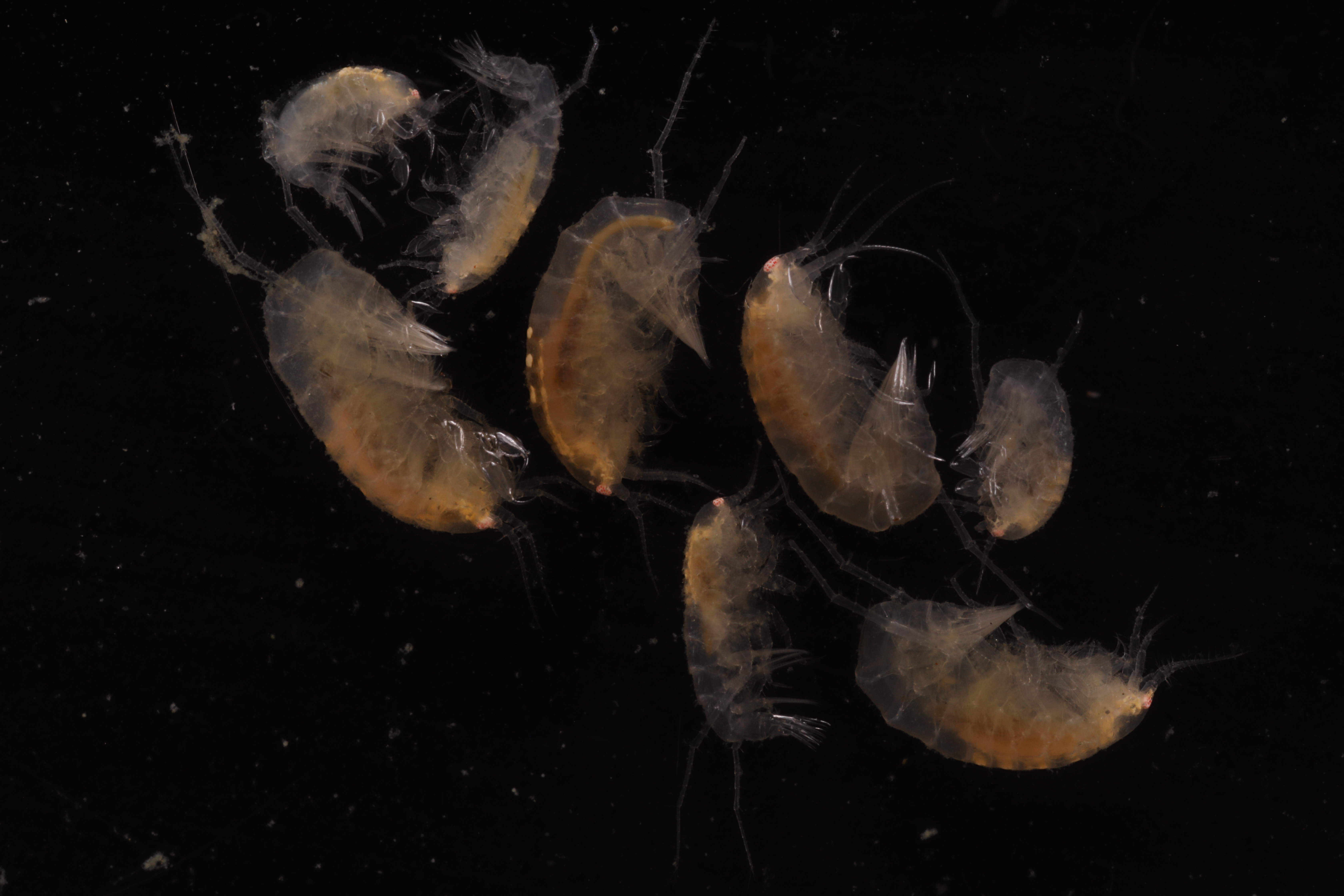 Specimen media