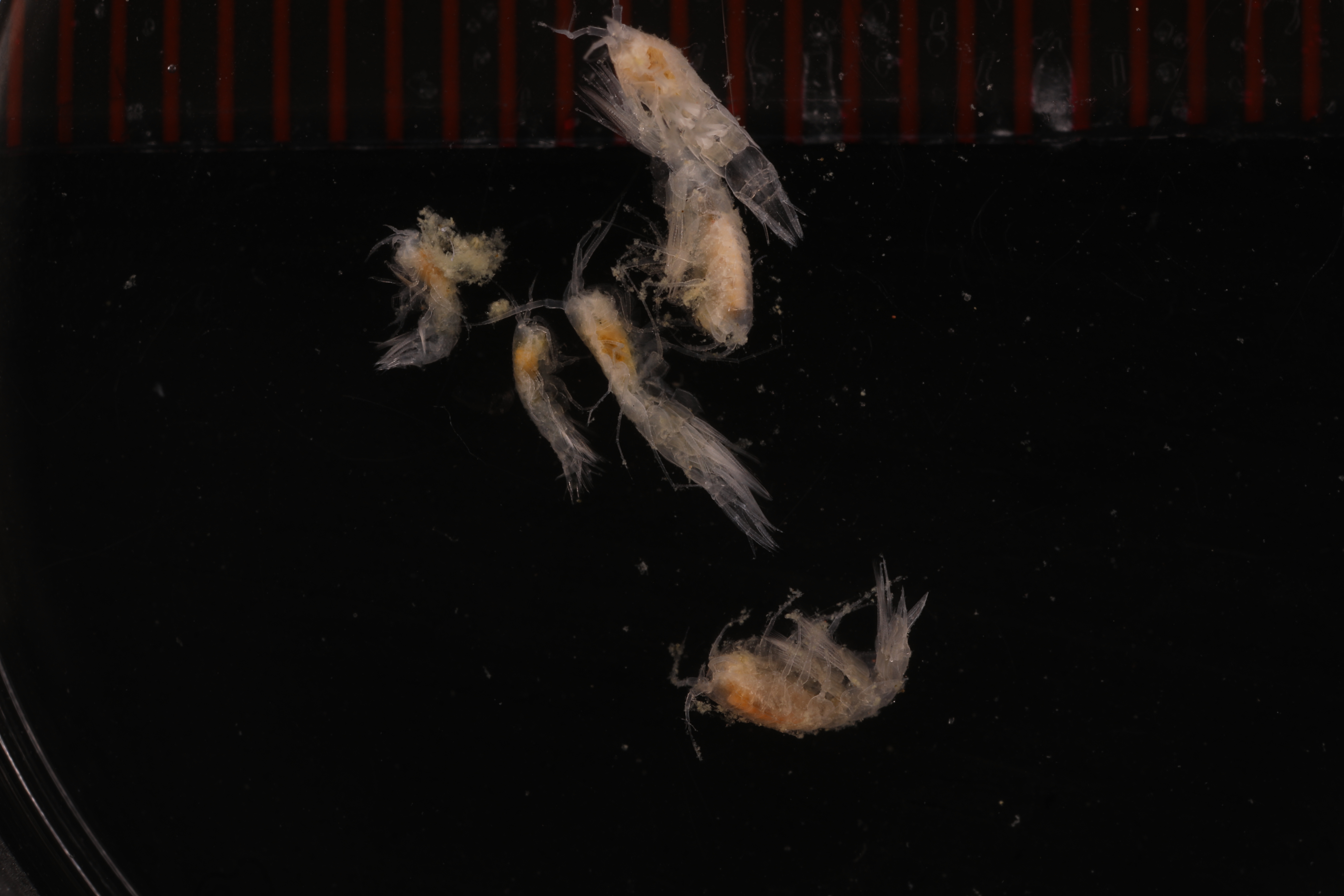 Specimen media