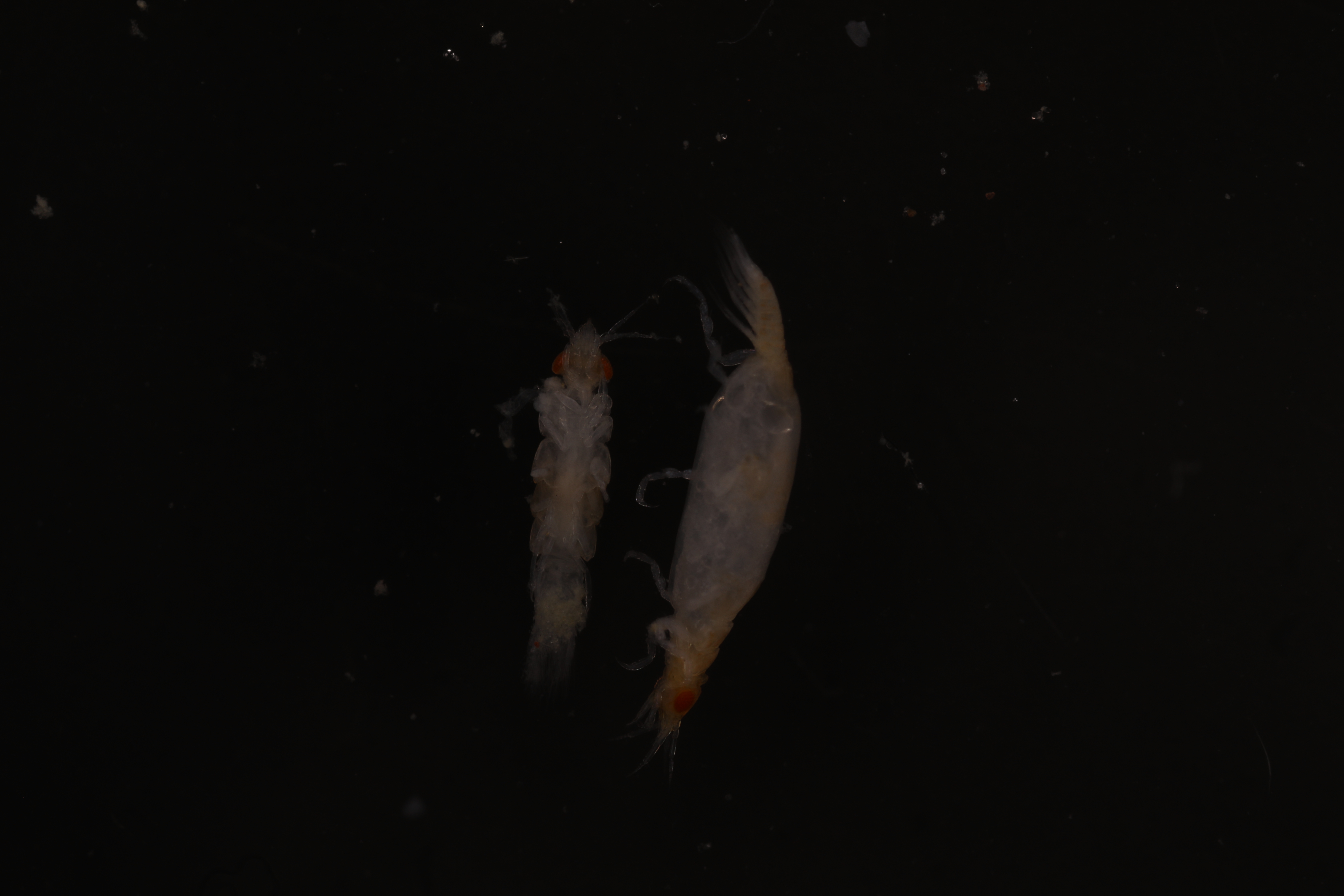 Specimen media