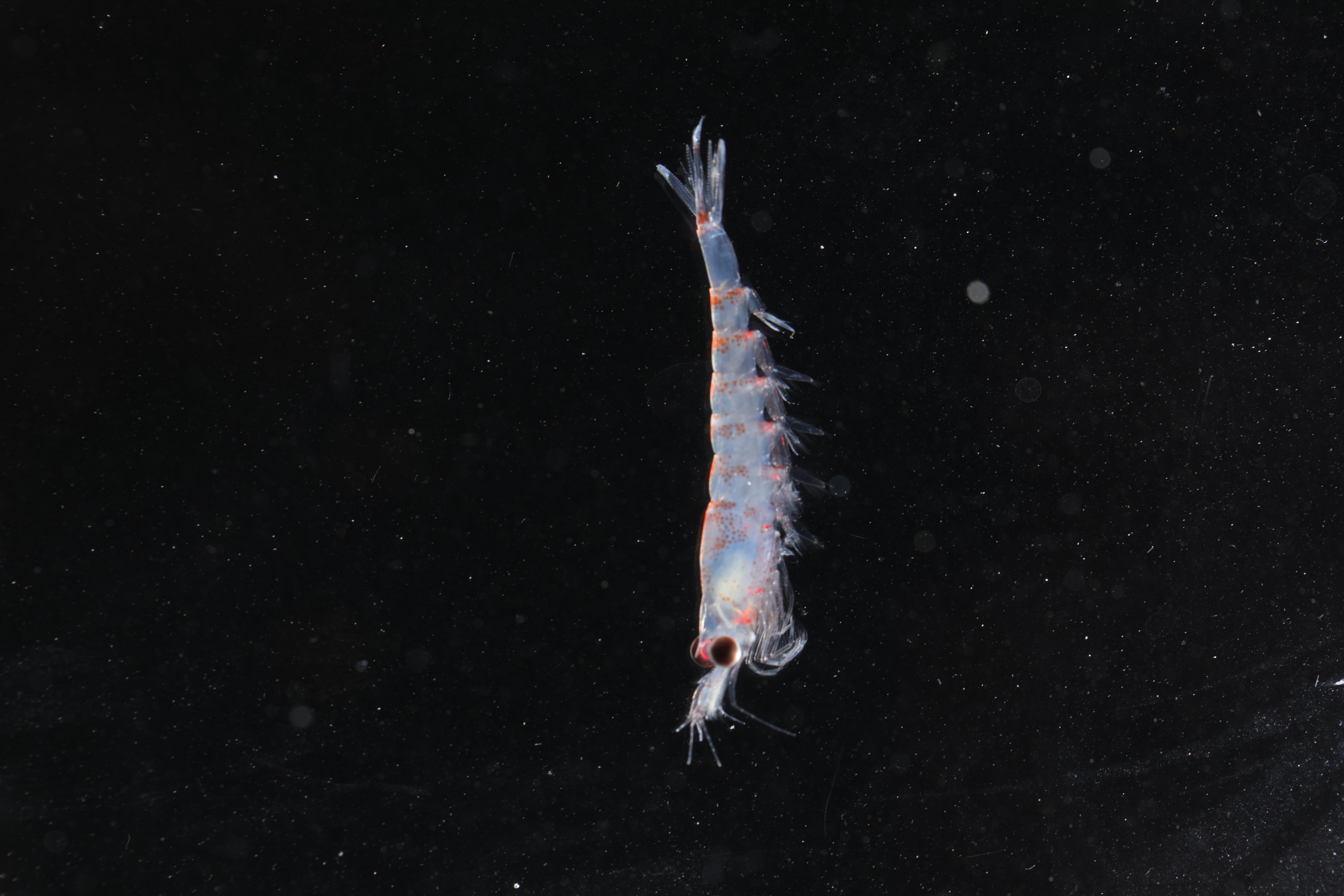 Euphausia superba