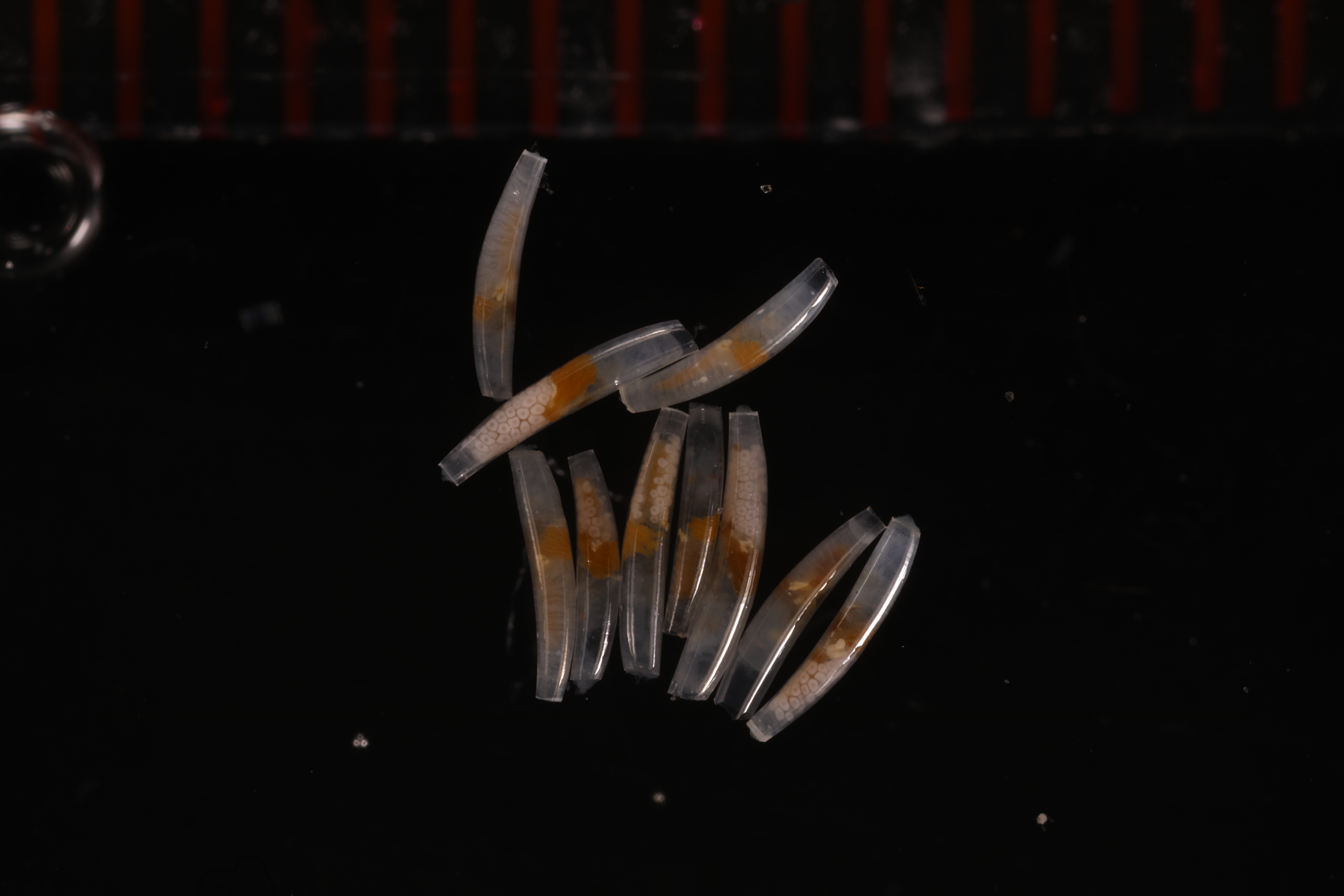 Specimen media