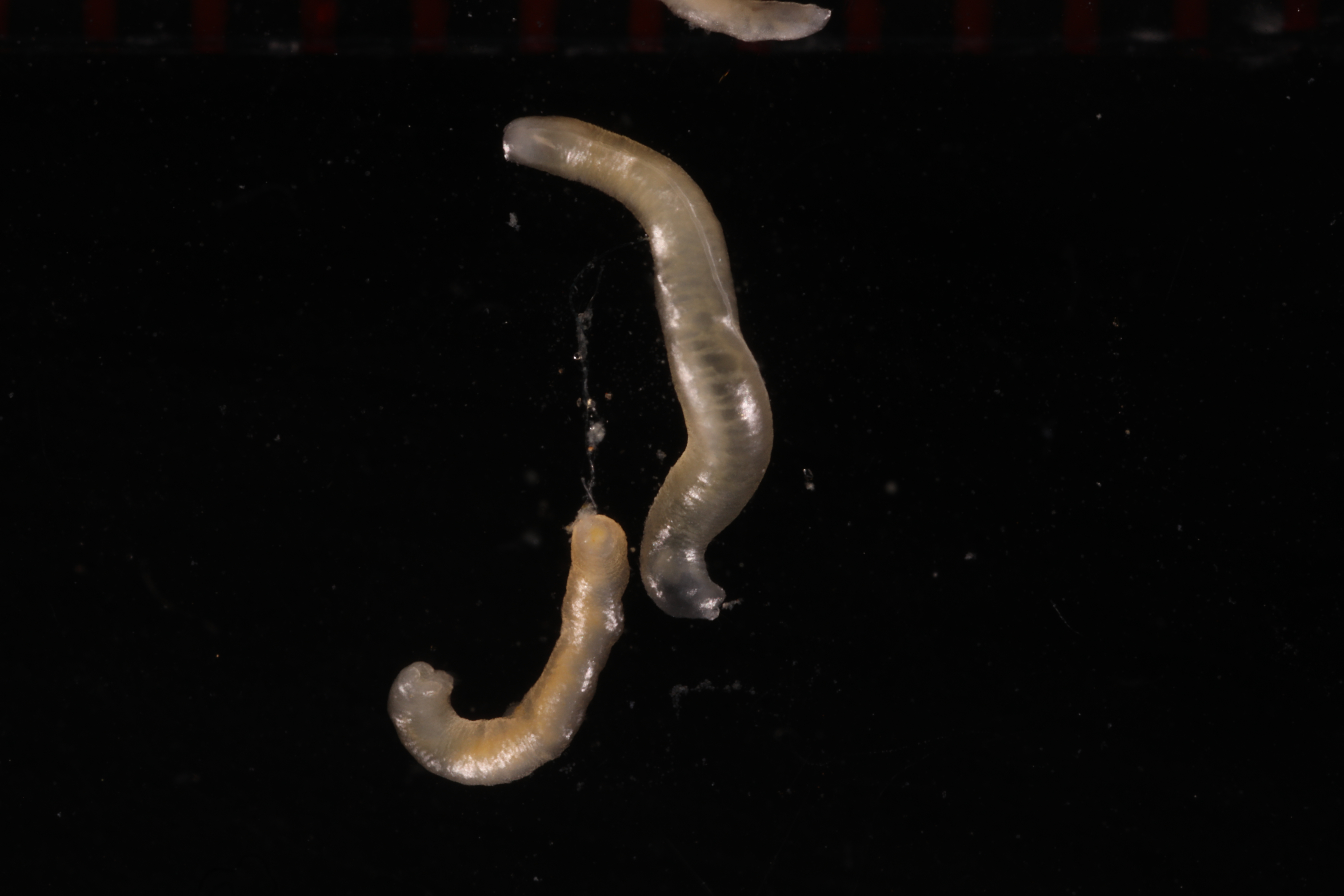 Pholidoskepia