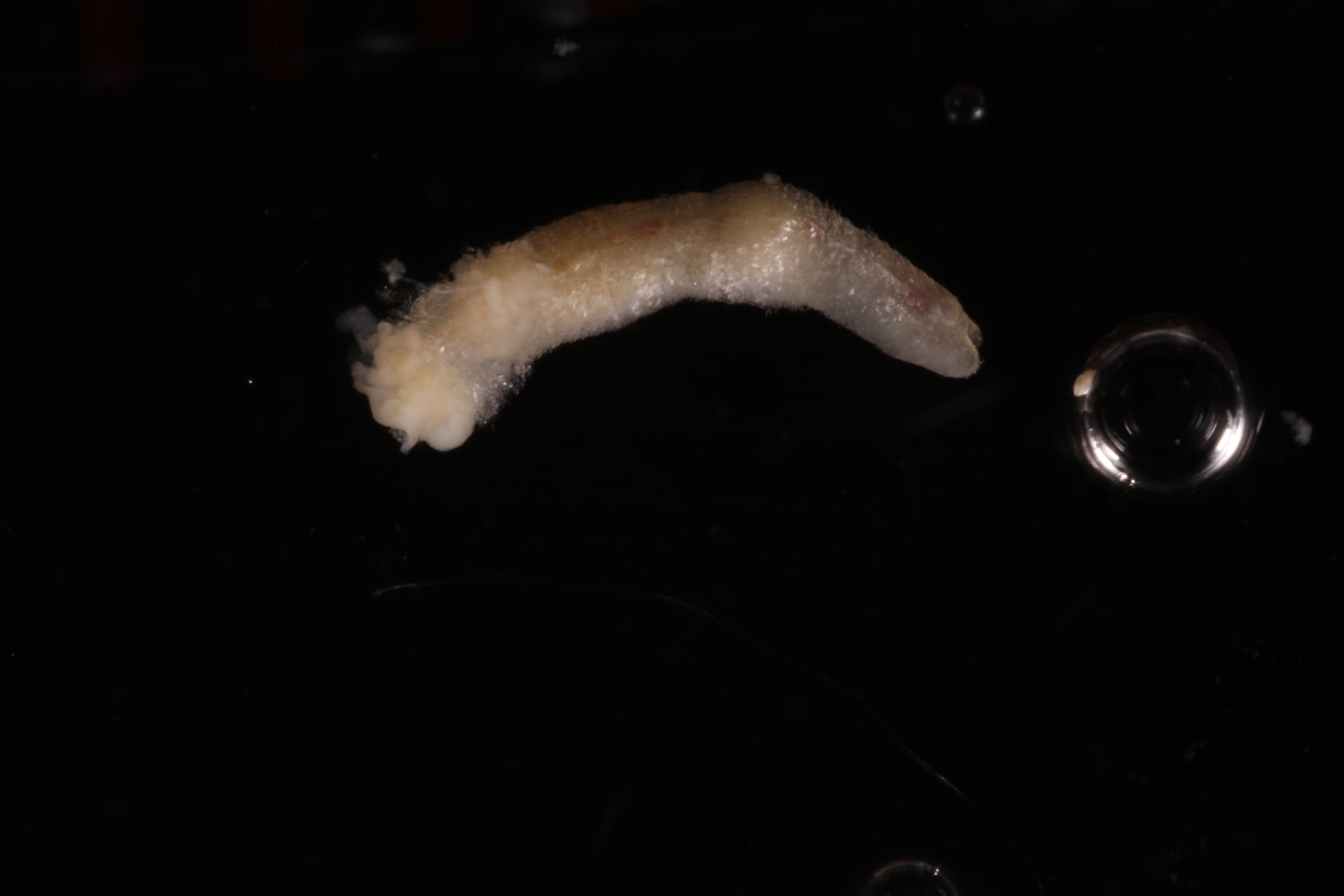 Pholidoskepia