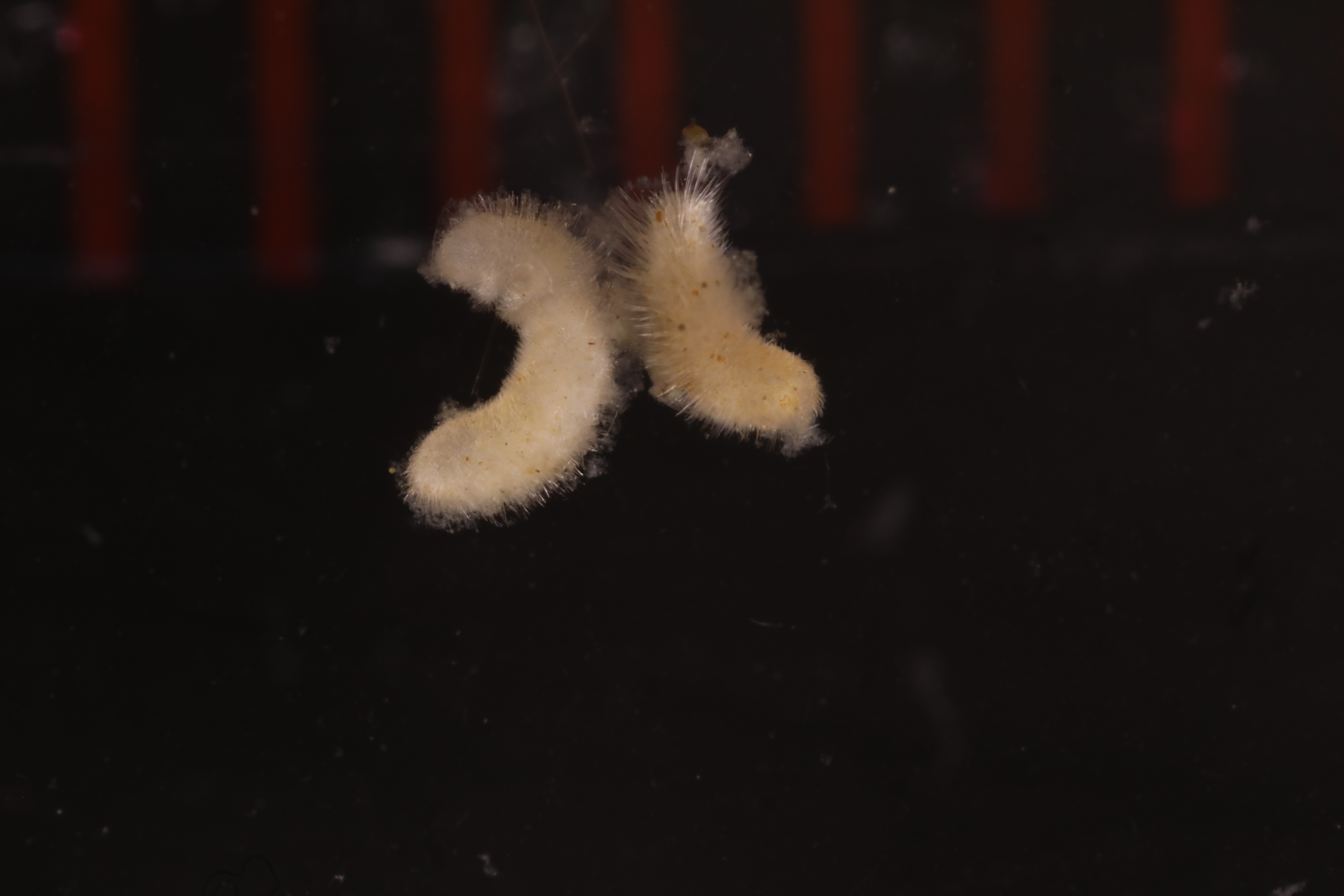 Specimen media