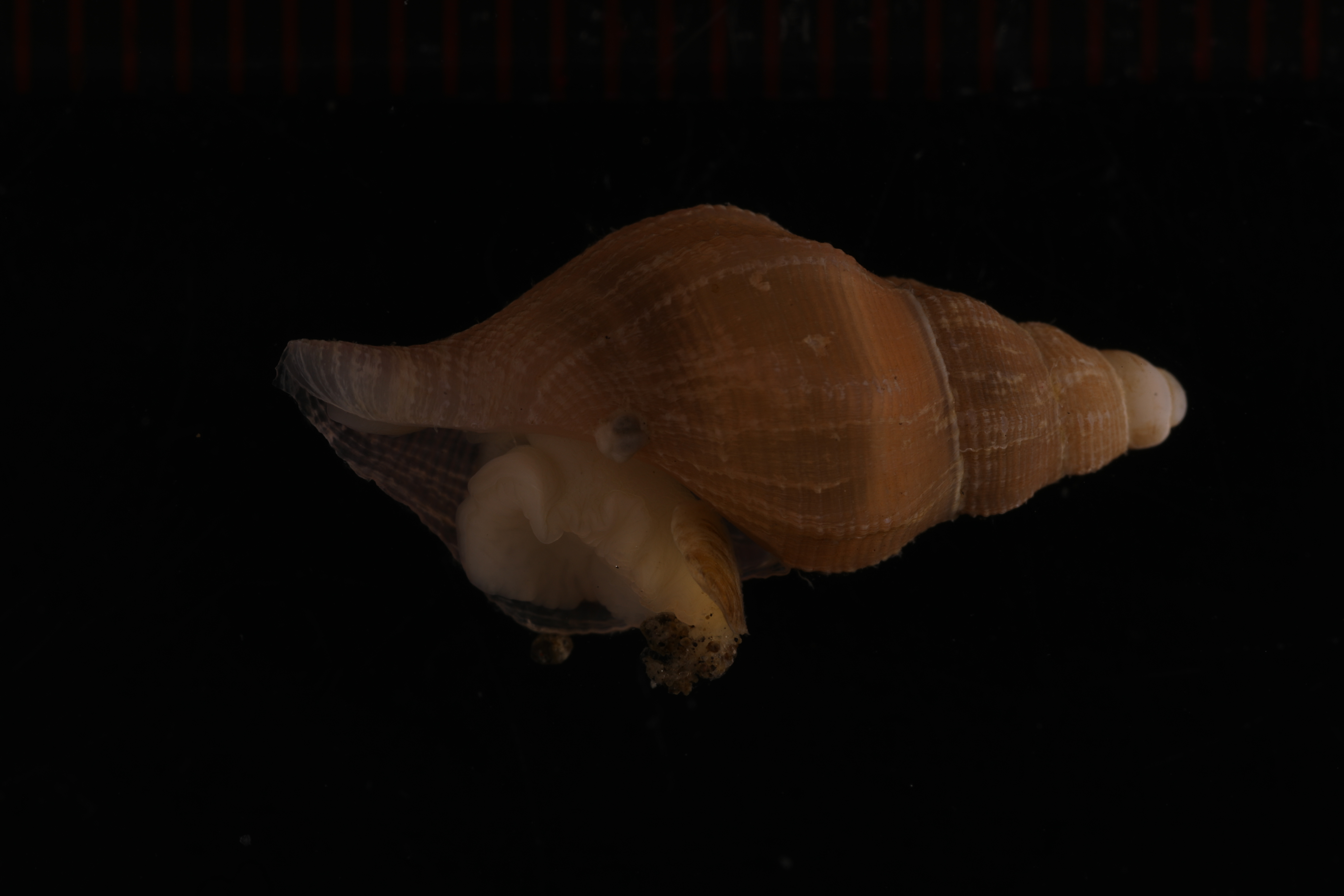 Belaturricula gaini