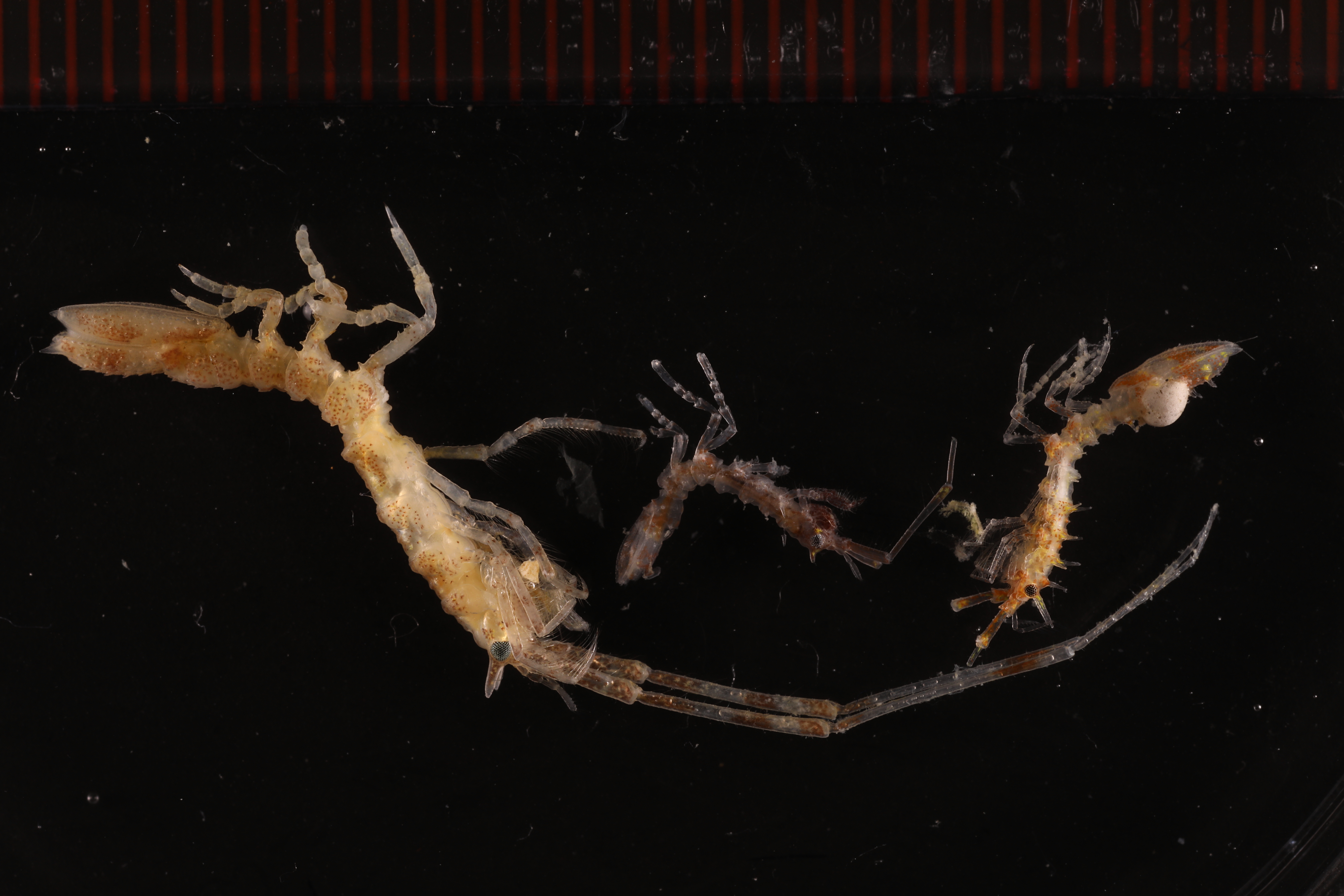 Specimen media