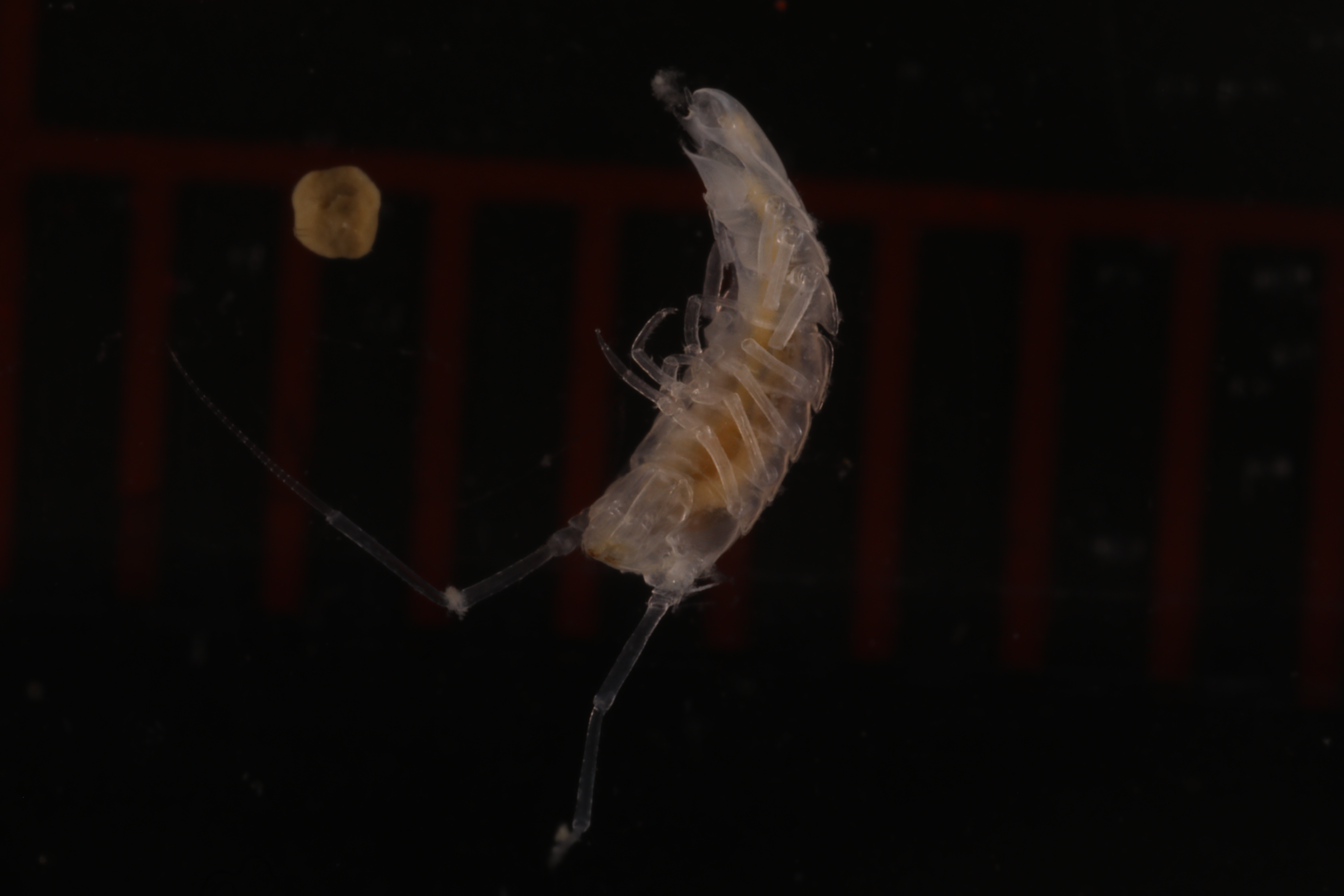 Specimen media