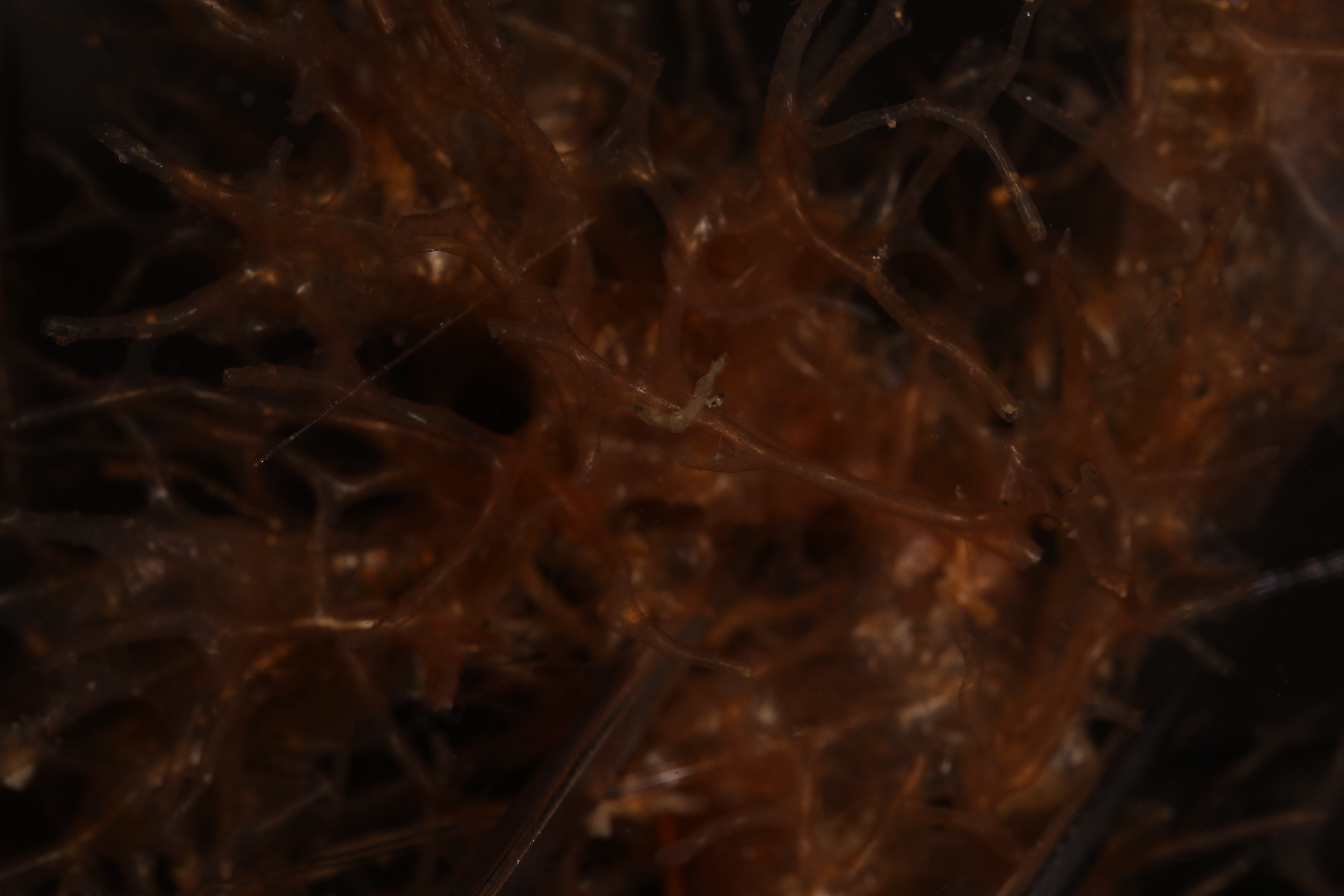 Cephalodiscus hodgsoni