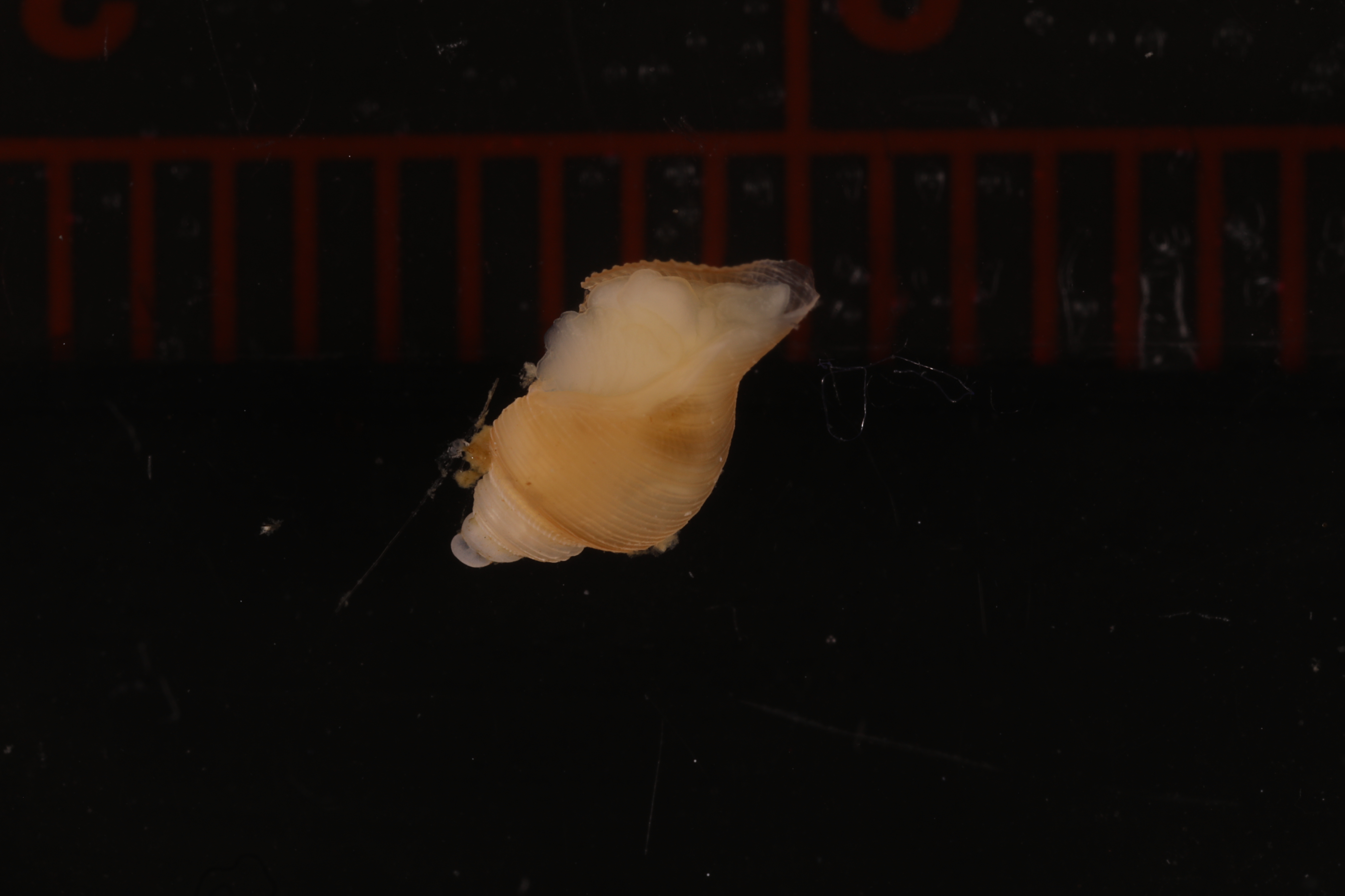 Specimen media