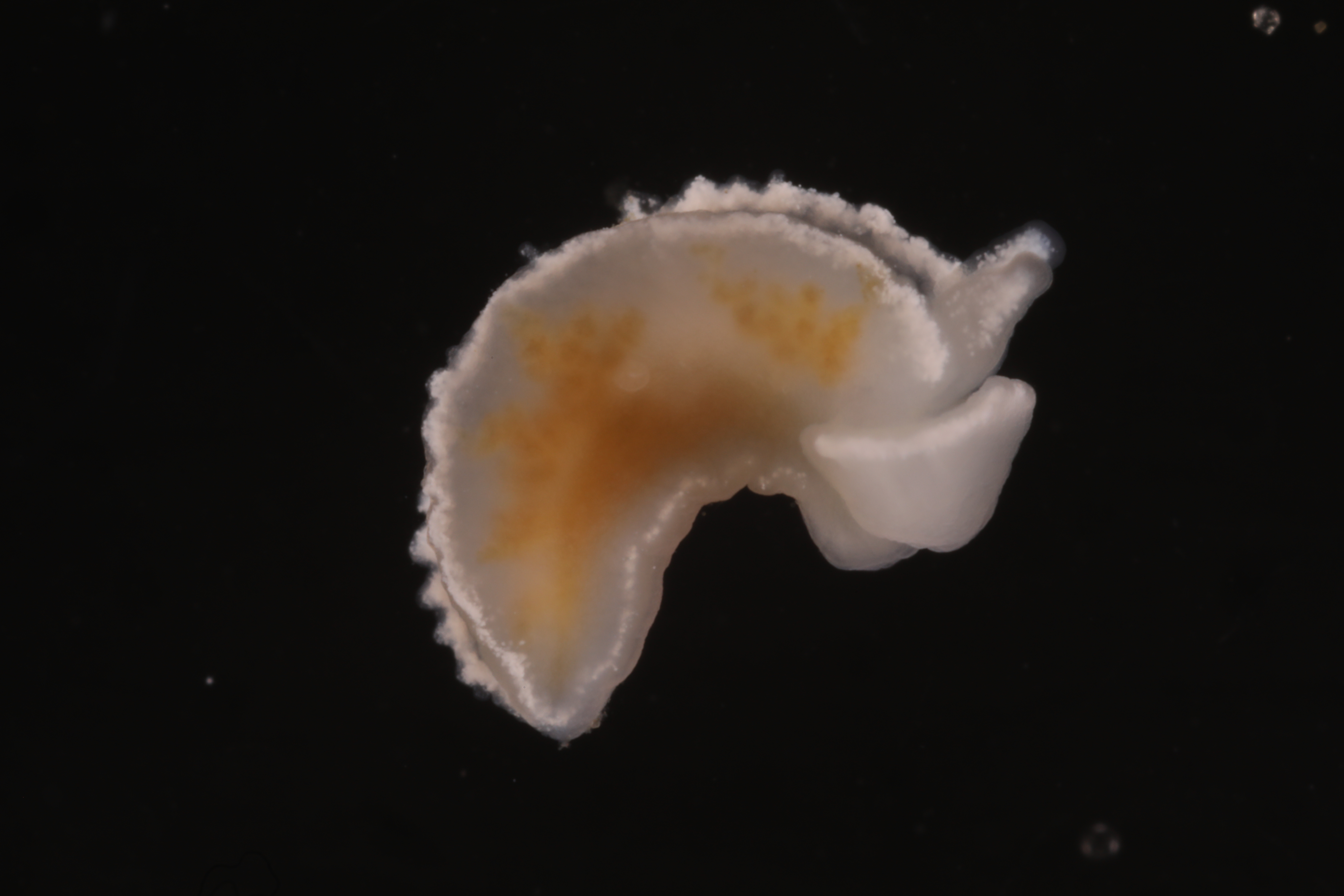 Specimen media