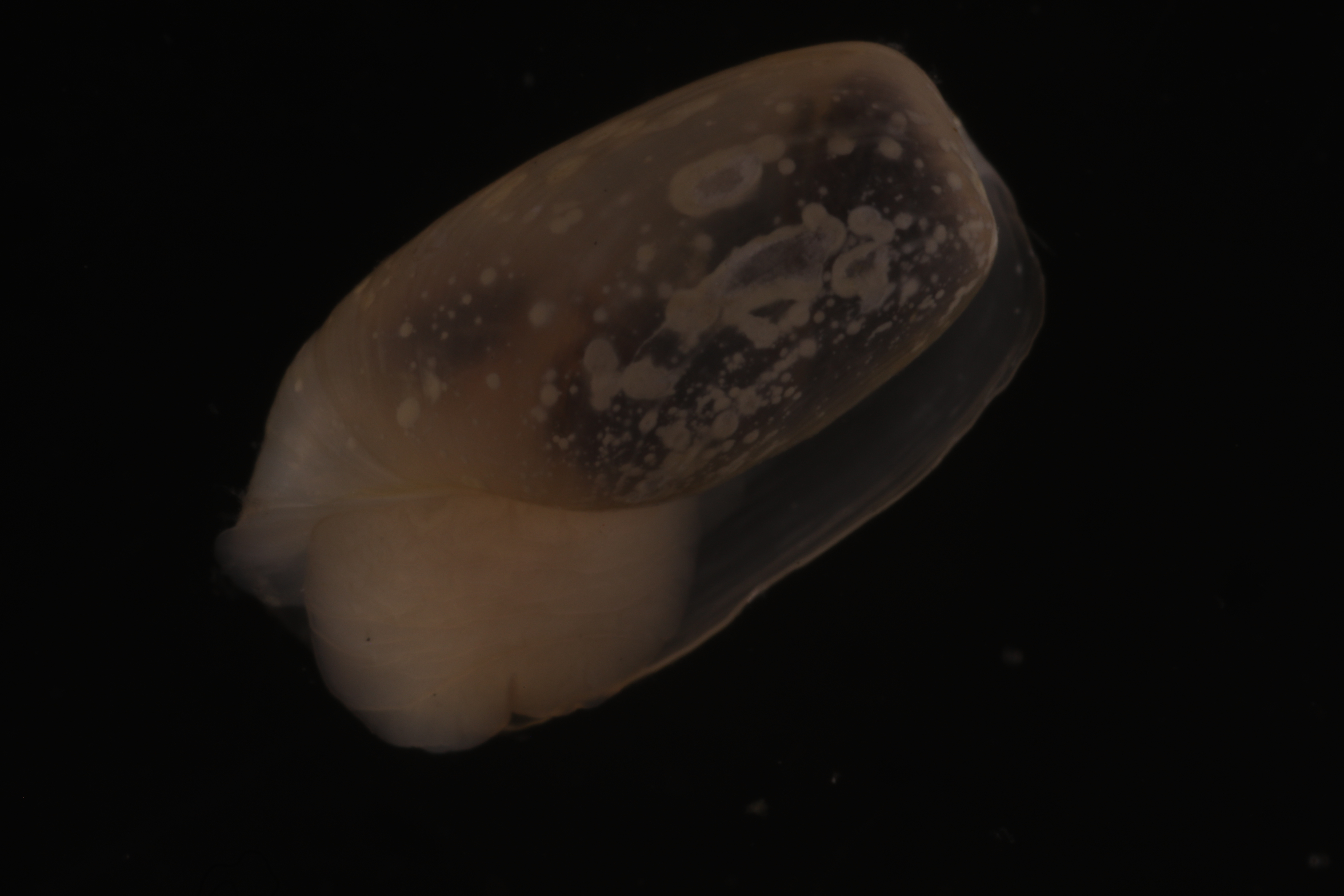 Cylichna gelida