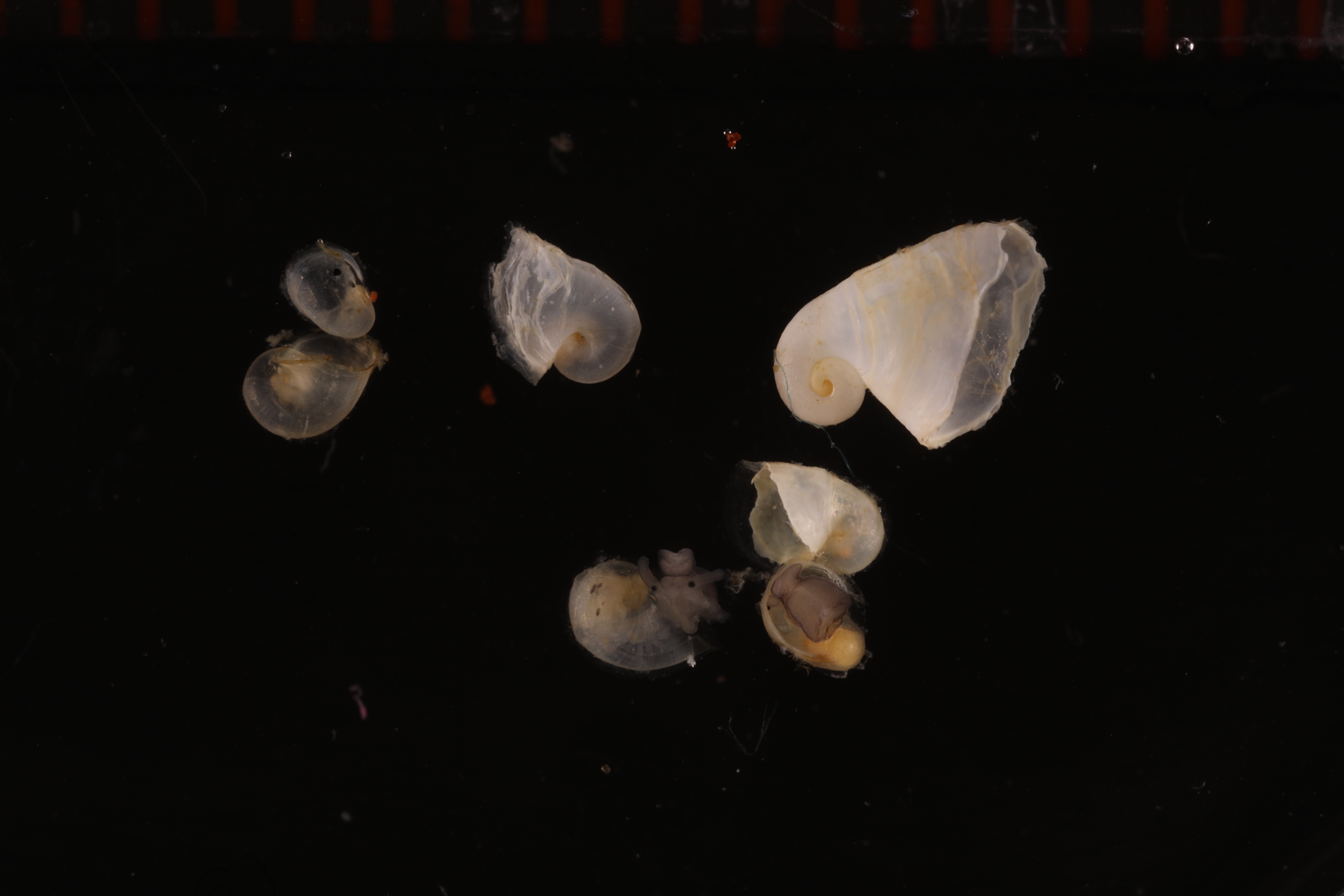 Specimen media