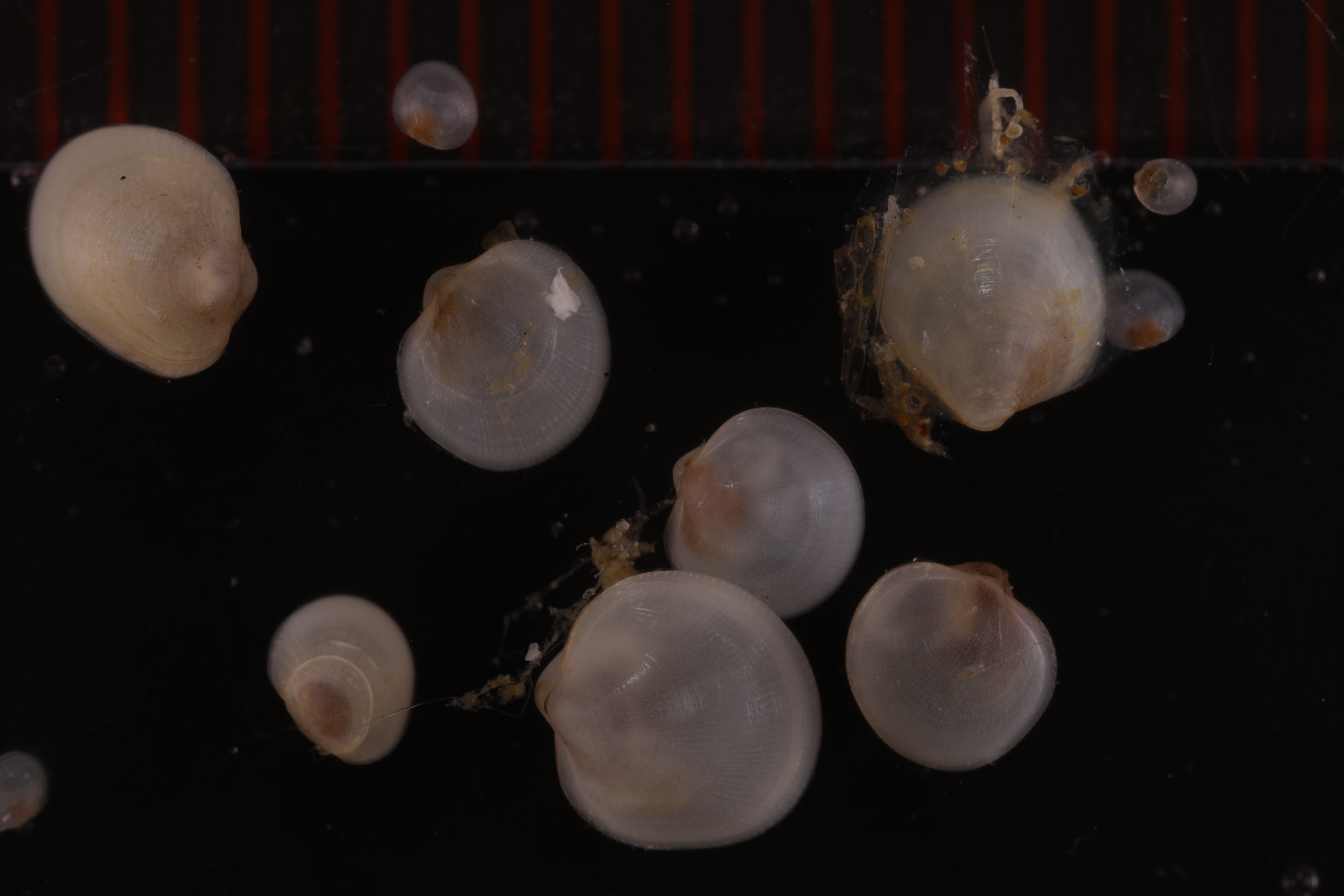 Specimen media
