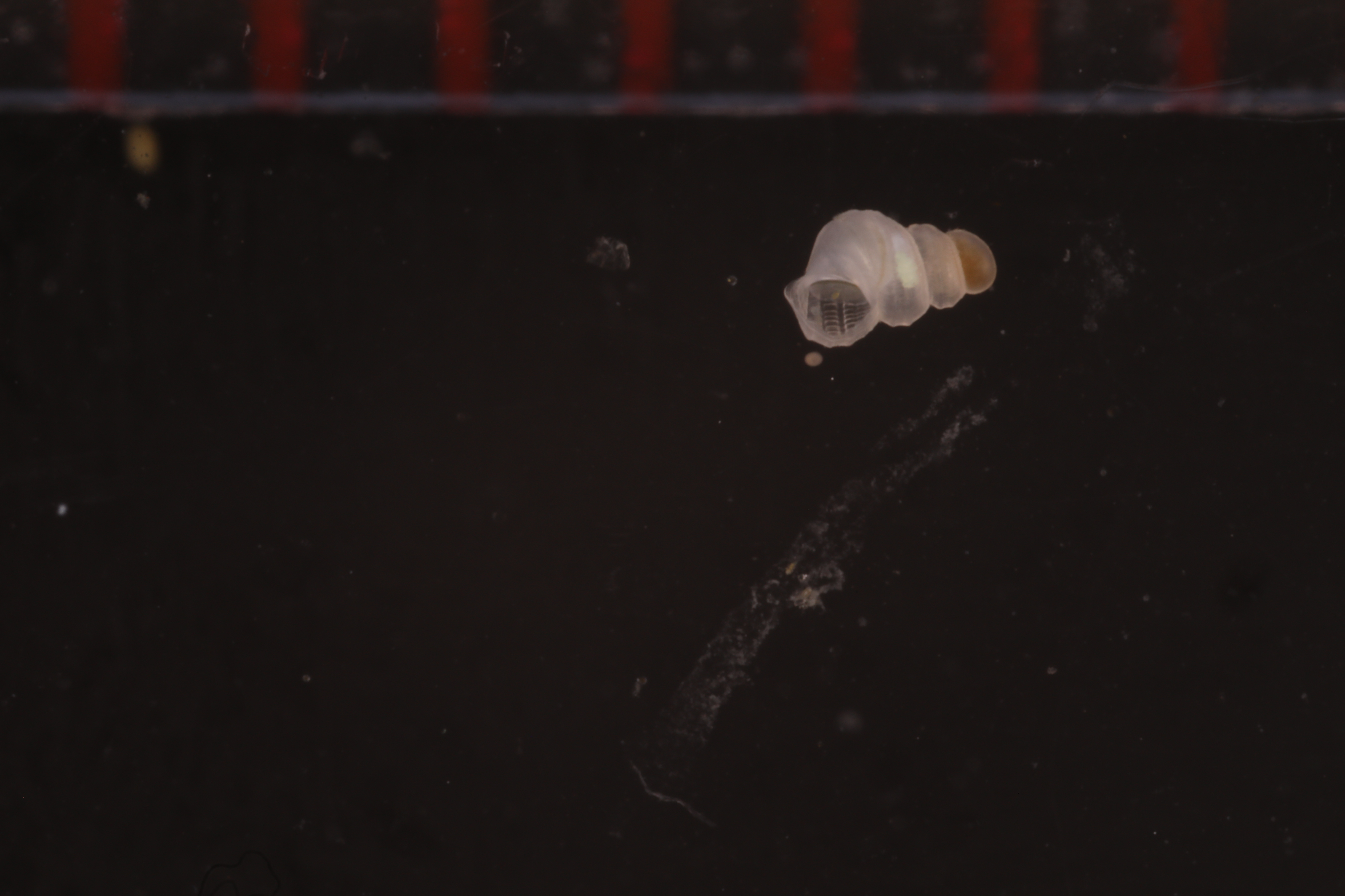 Specimen media