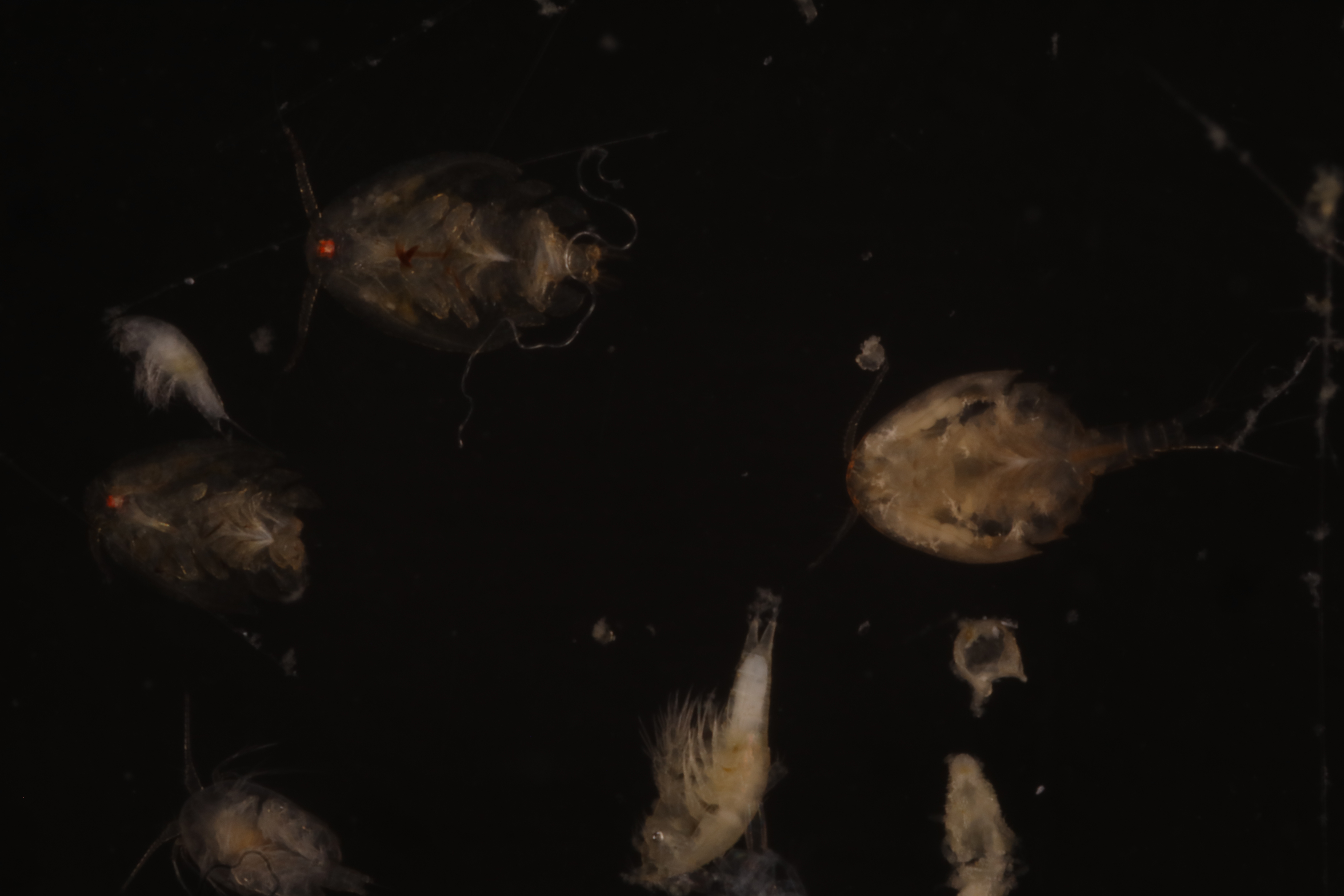Specimen media