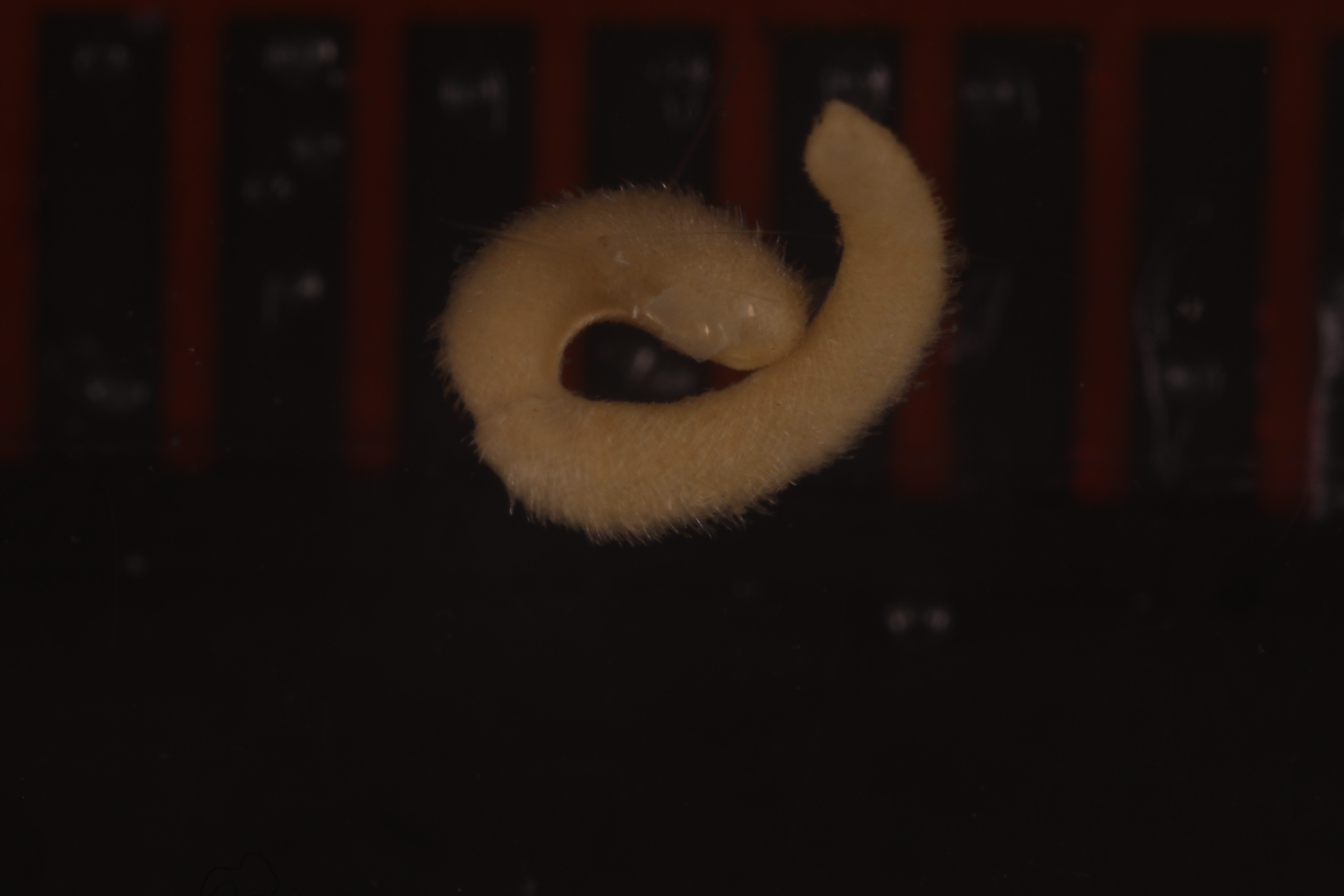 Entonomenia cristata