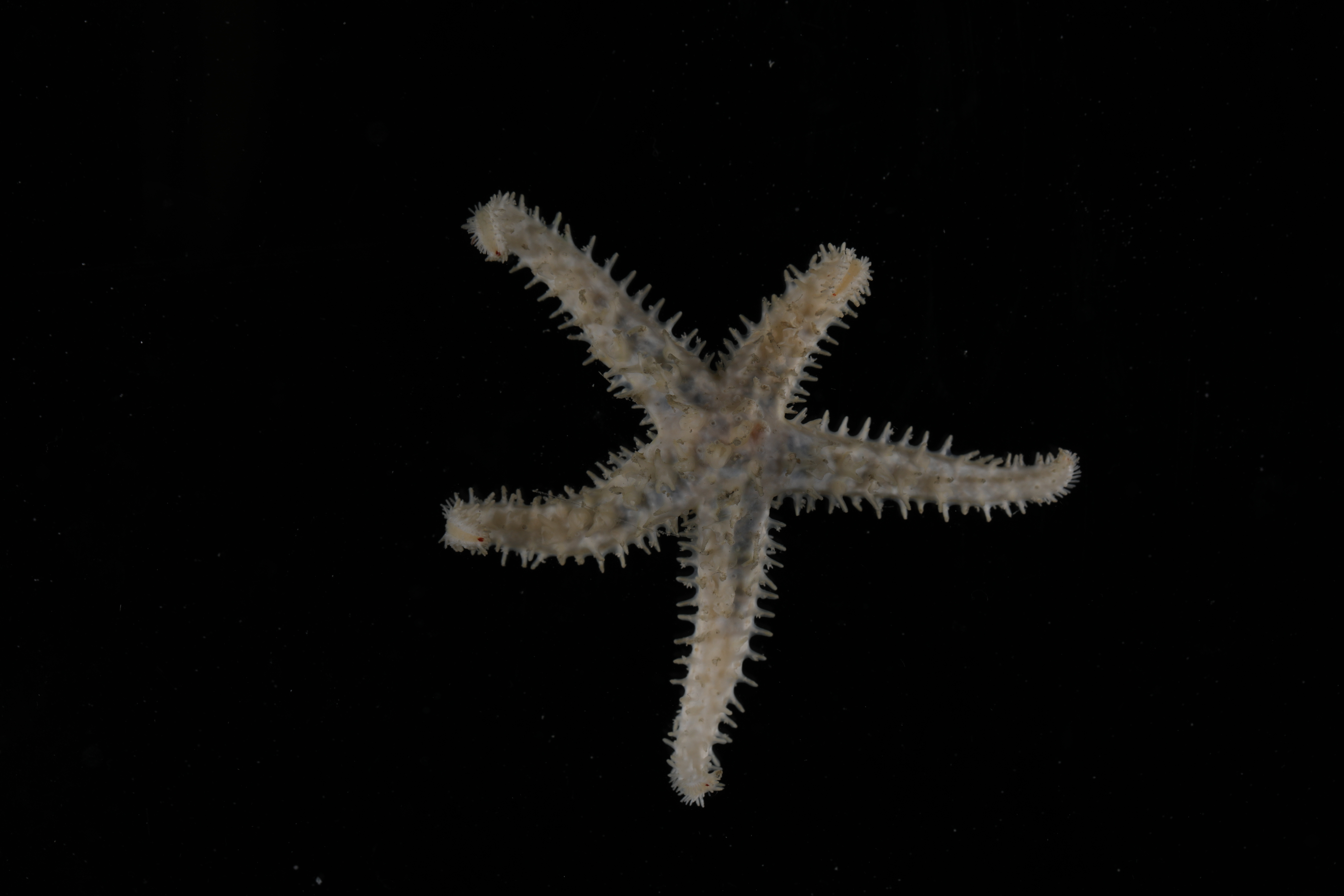 Specimen media
