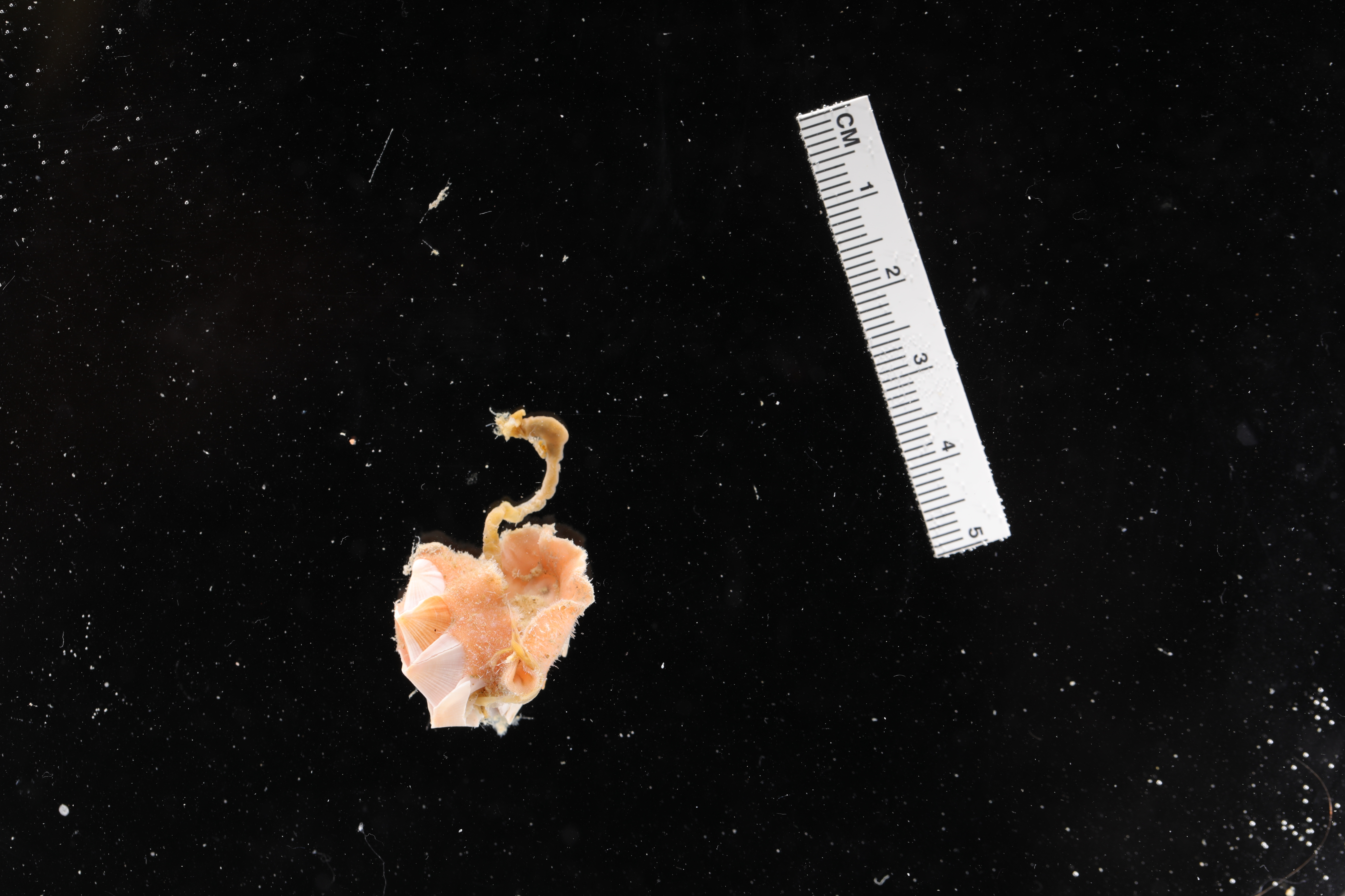 Nuttallochiton mirandus