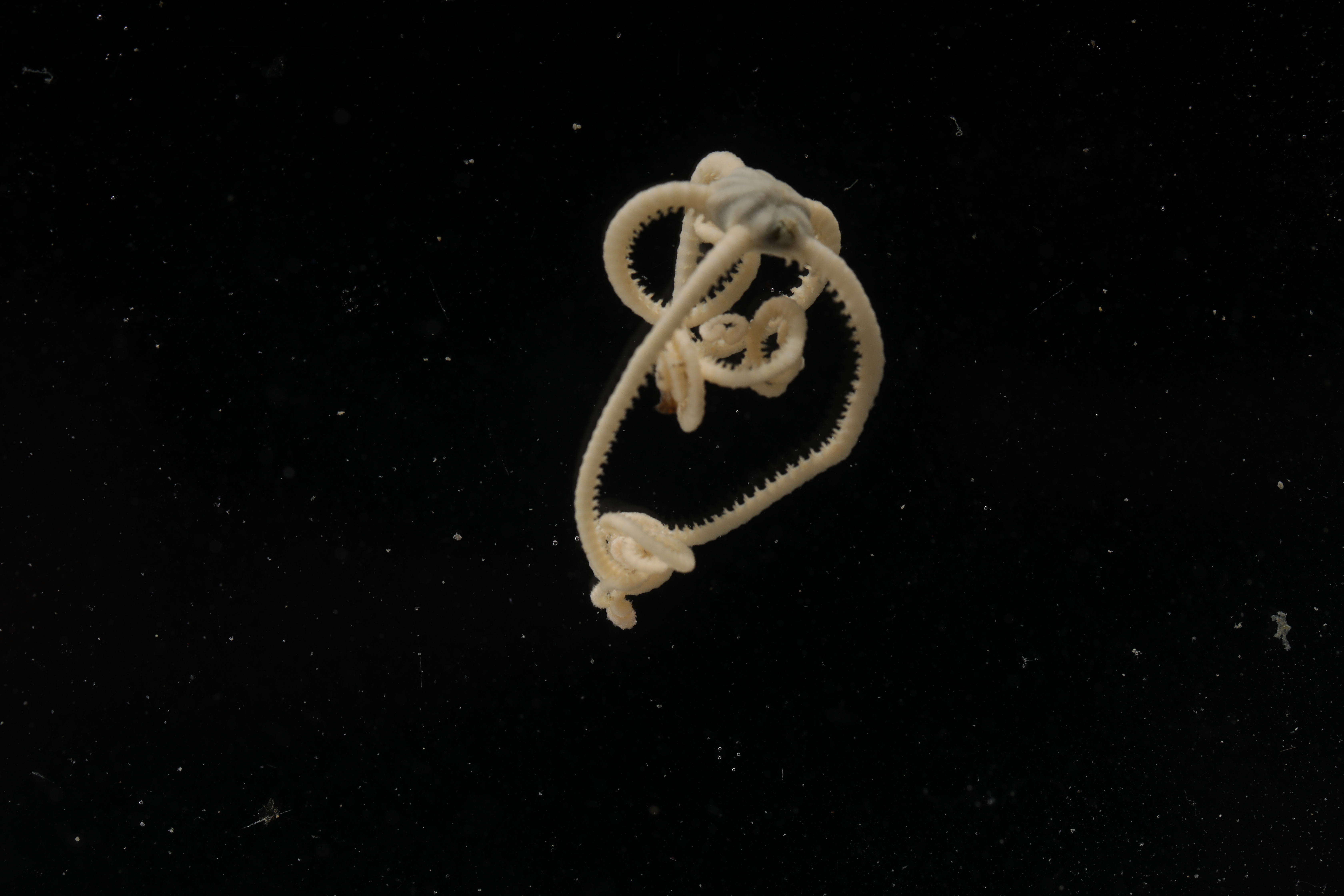 Specimen media
