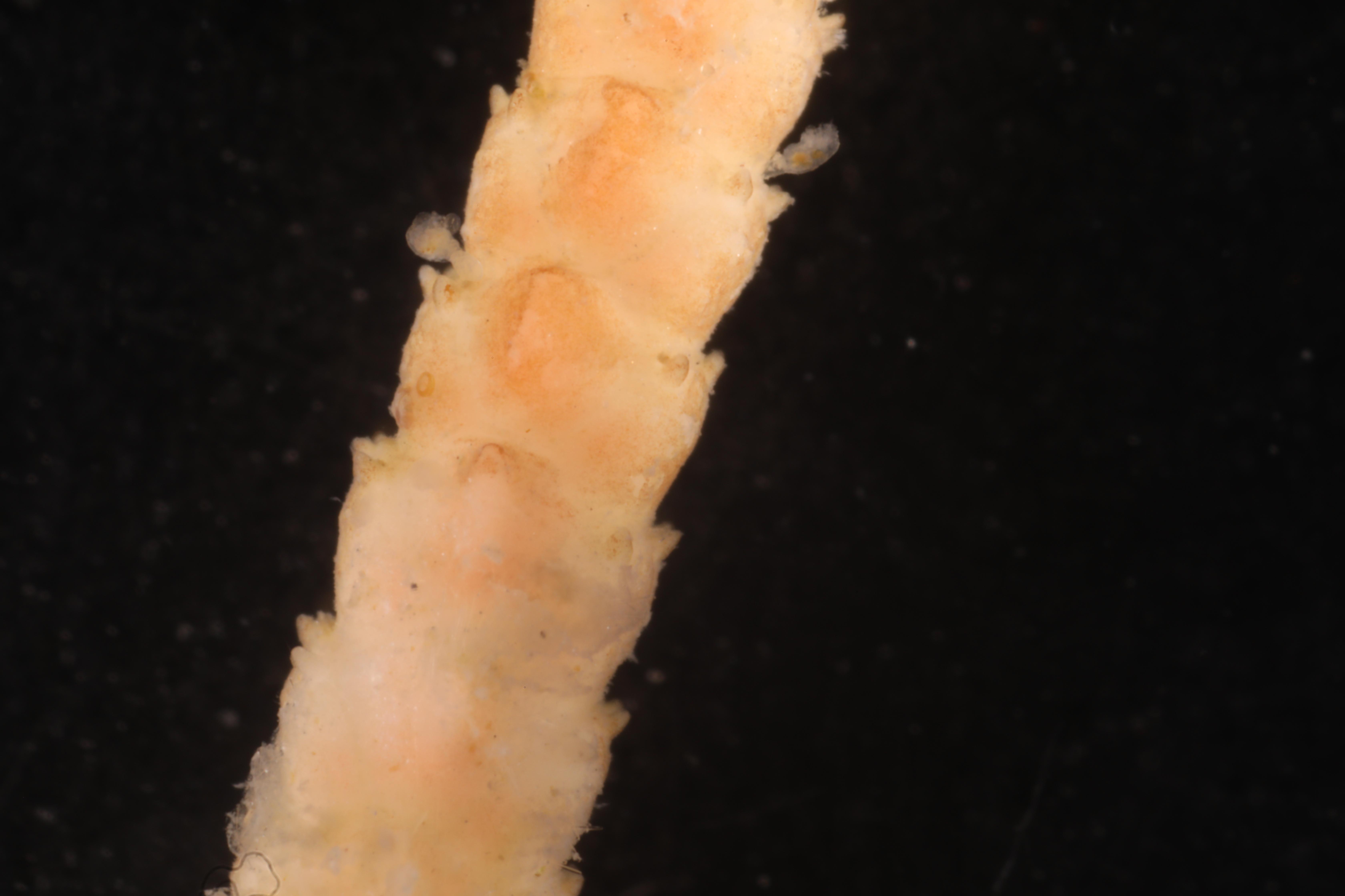 Loxosomella antarctica