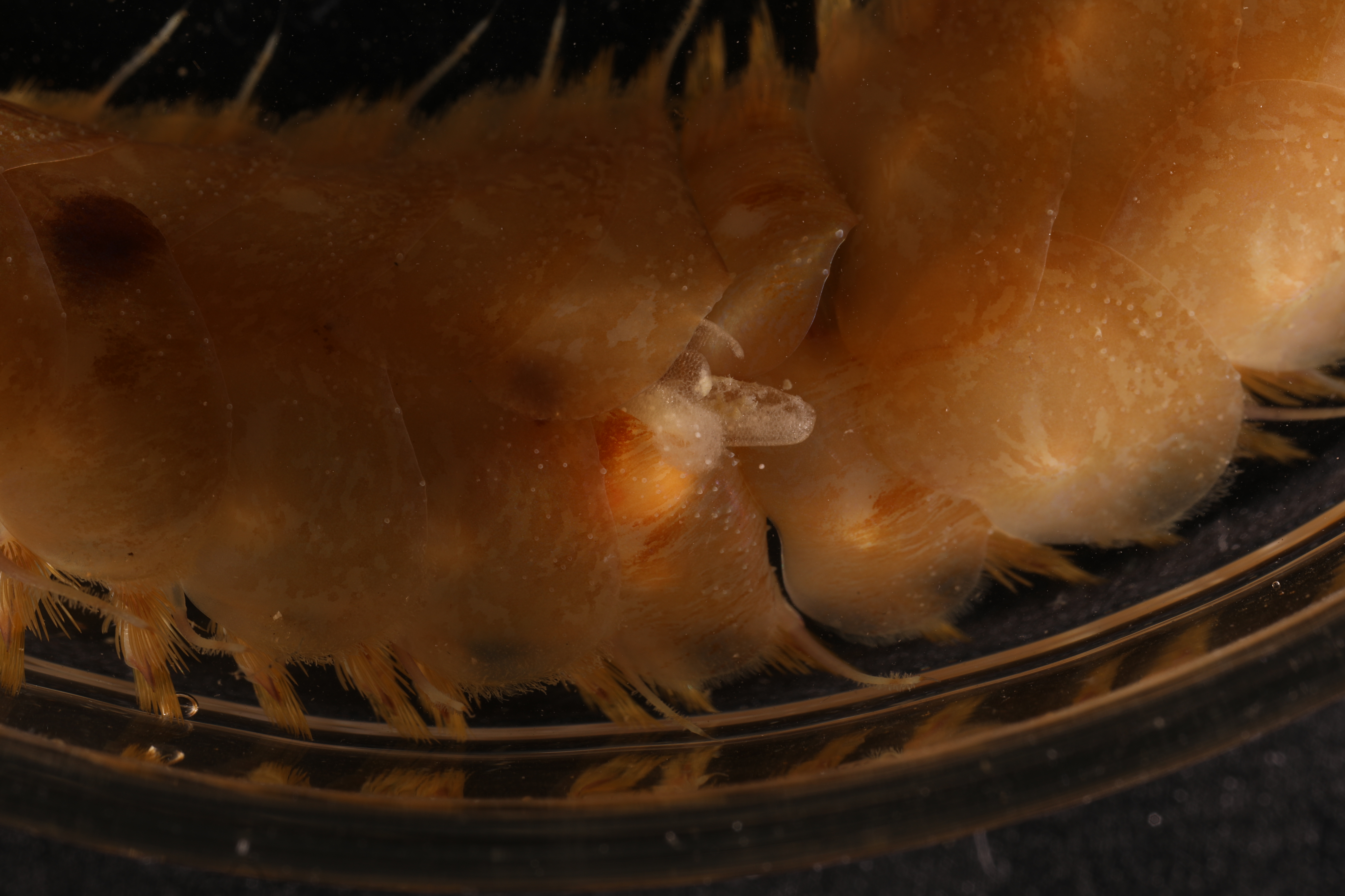 Specimen media