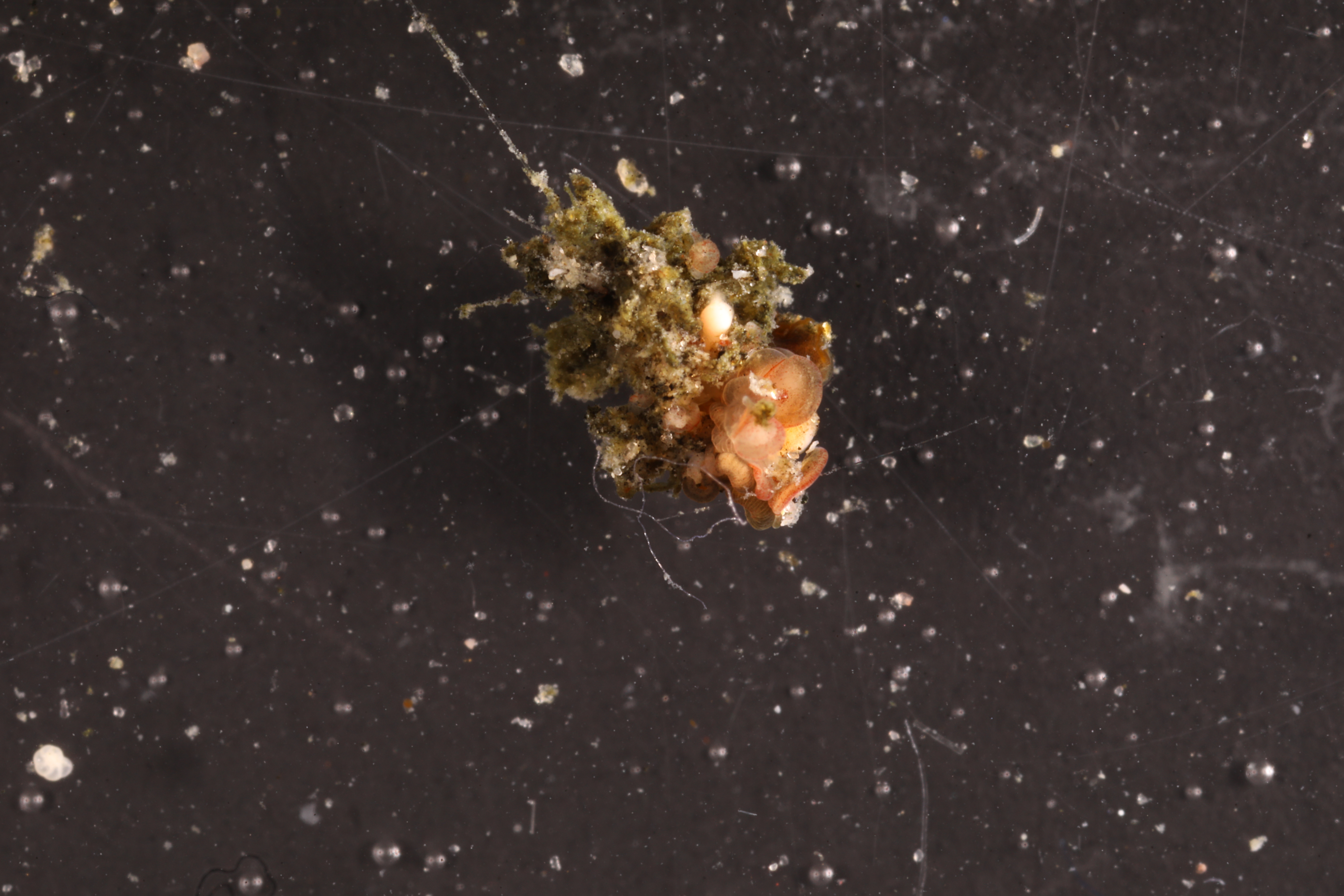 Specimen media