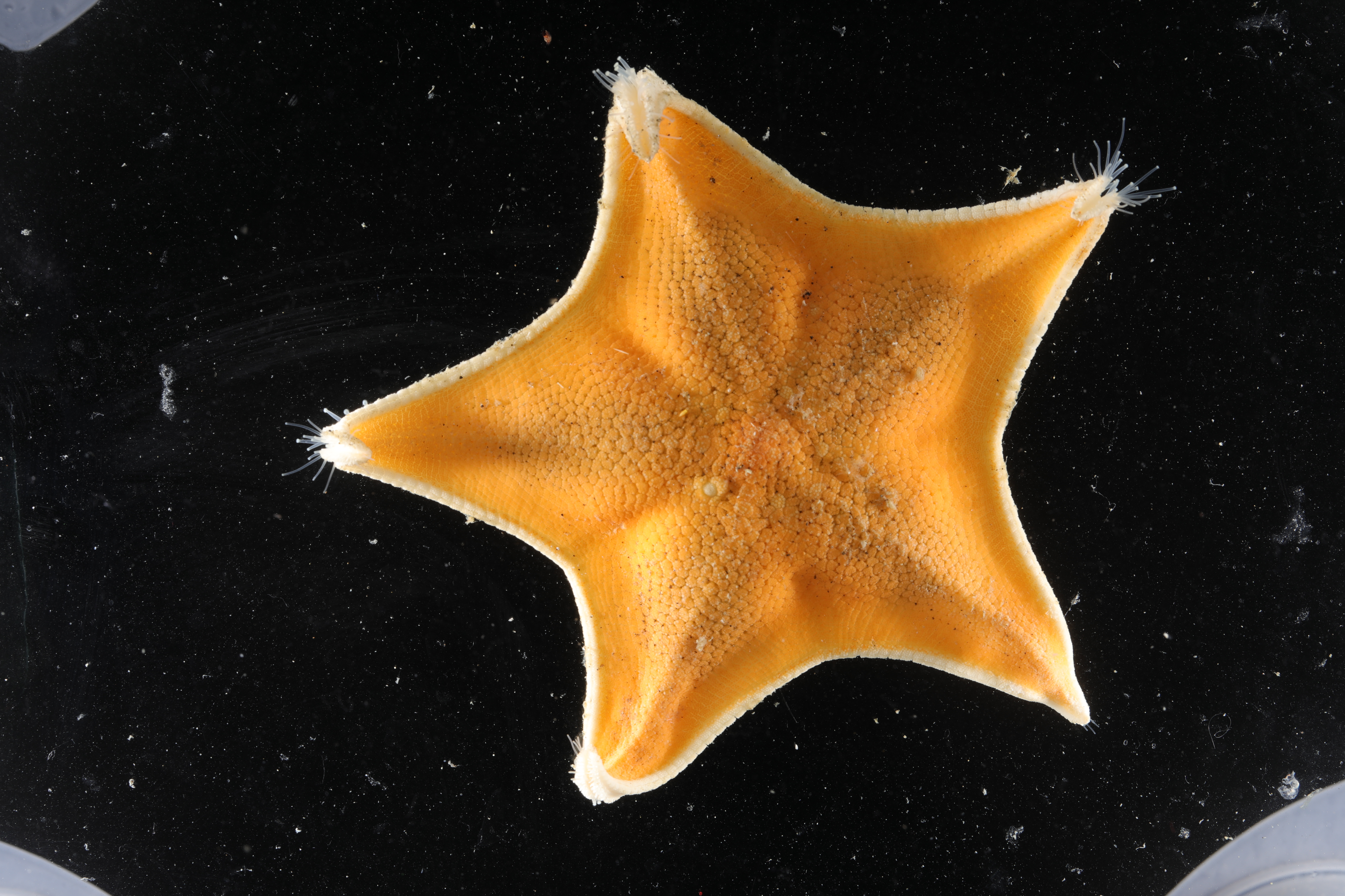 Acodontaster conspicuus