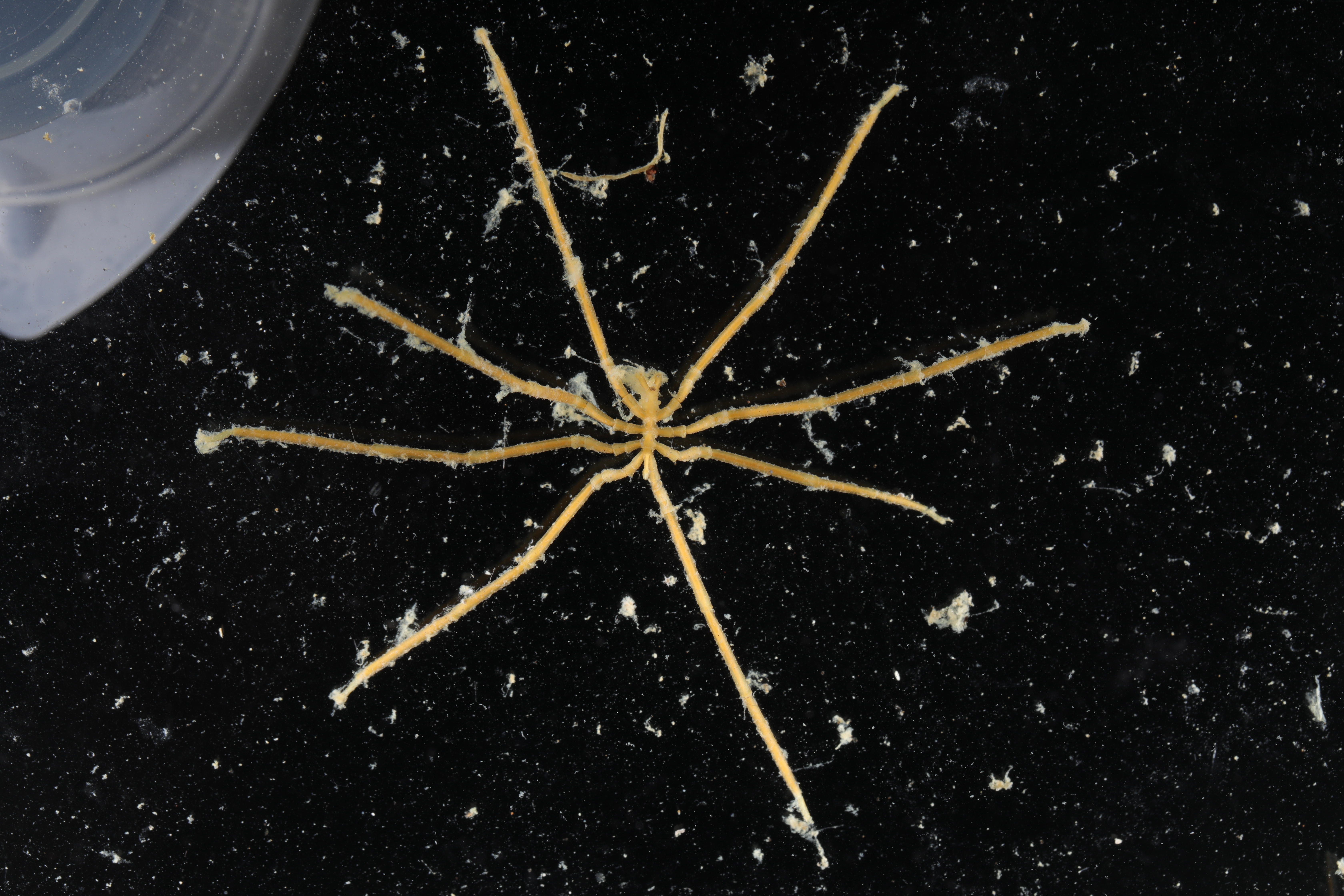 Specimen media