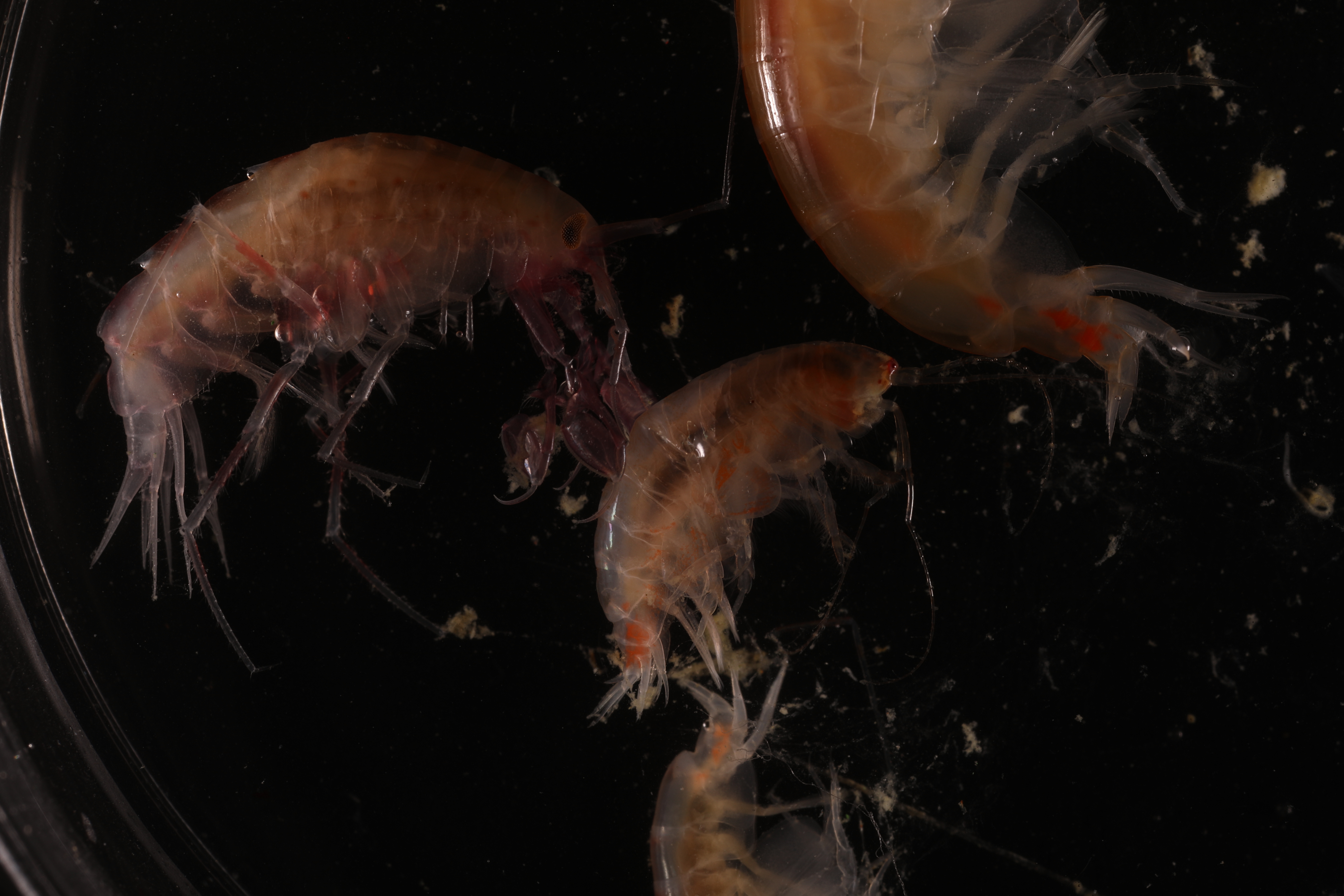Specimen media