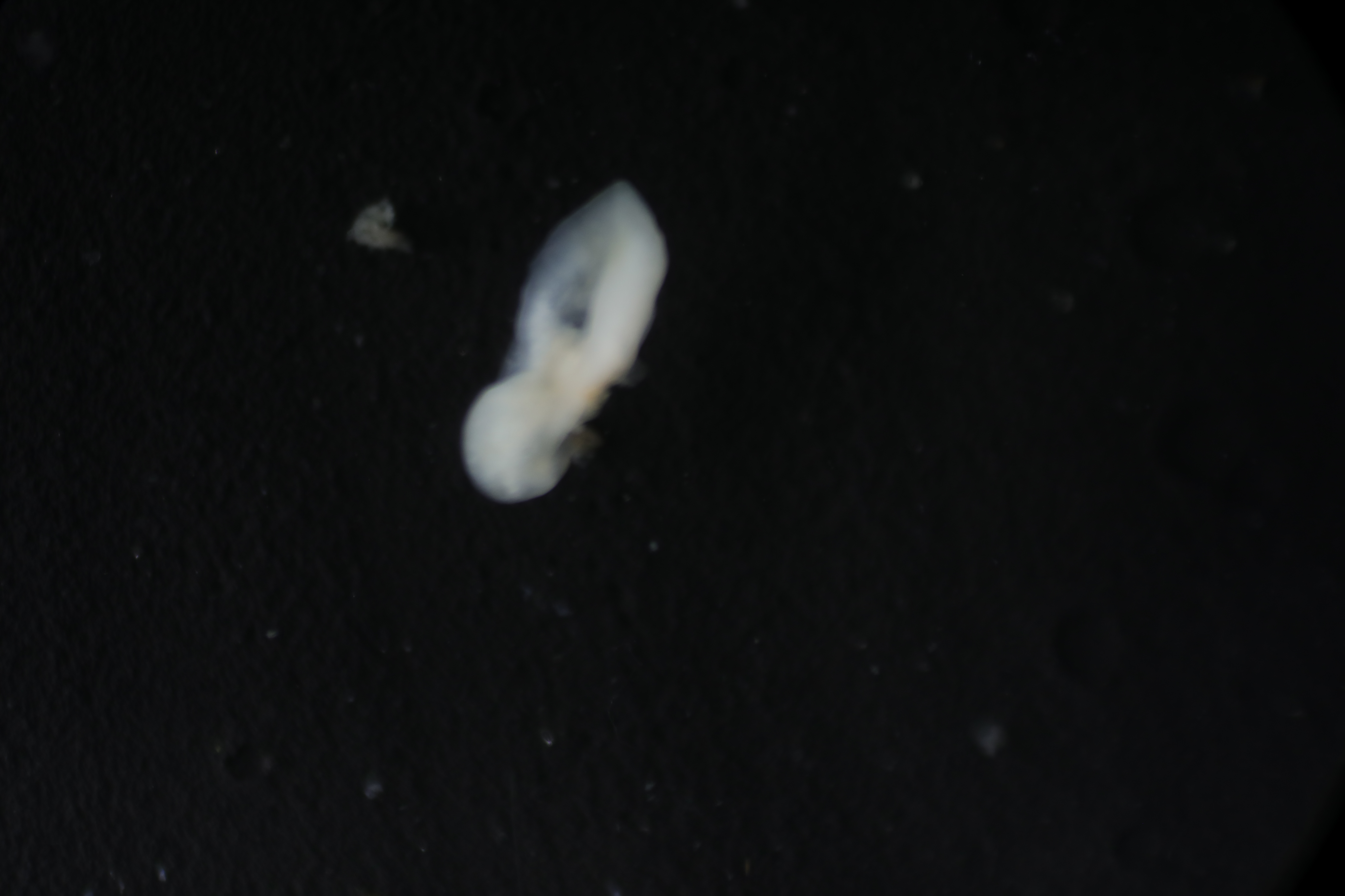 Specimen media
