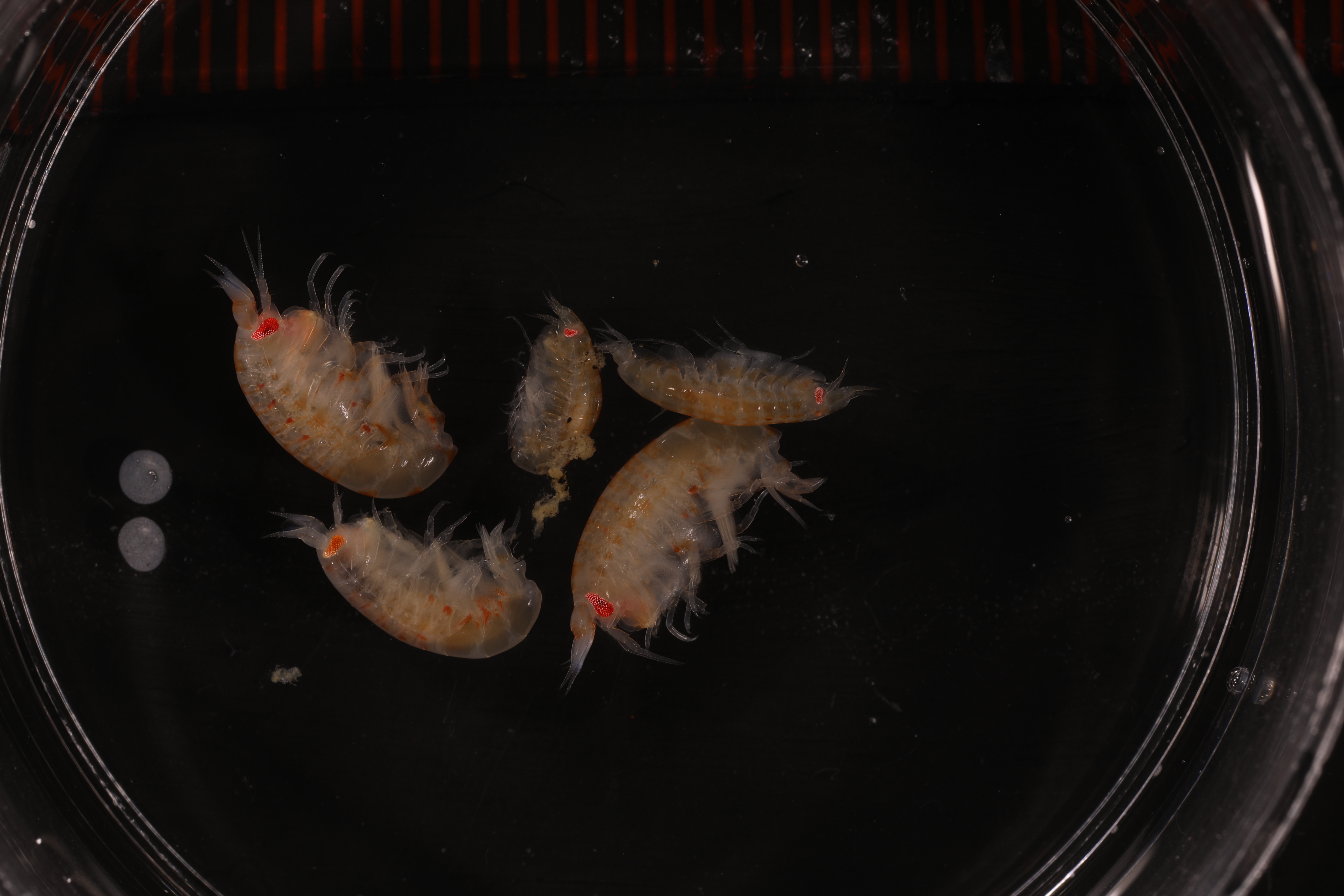 Record media