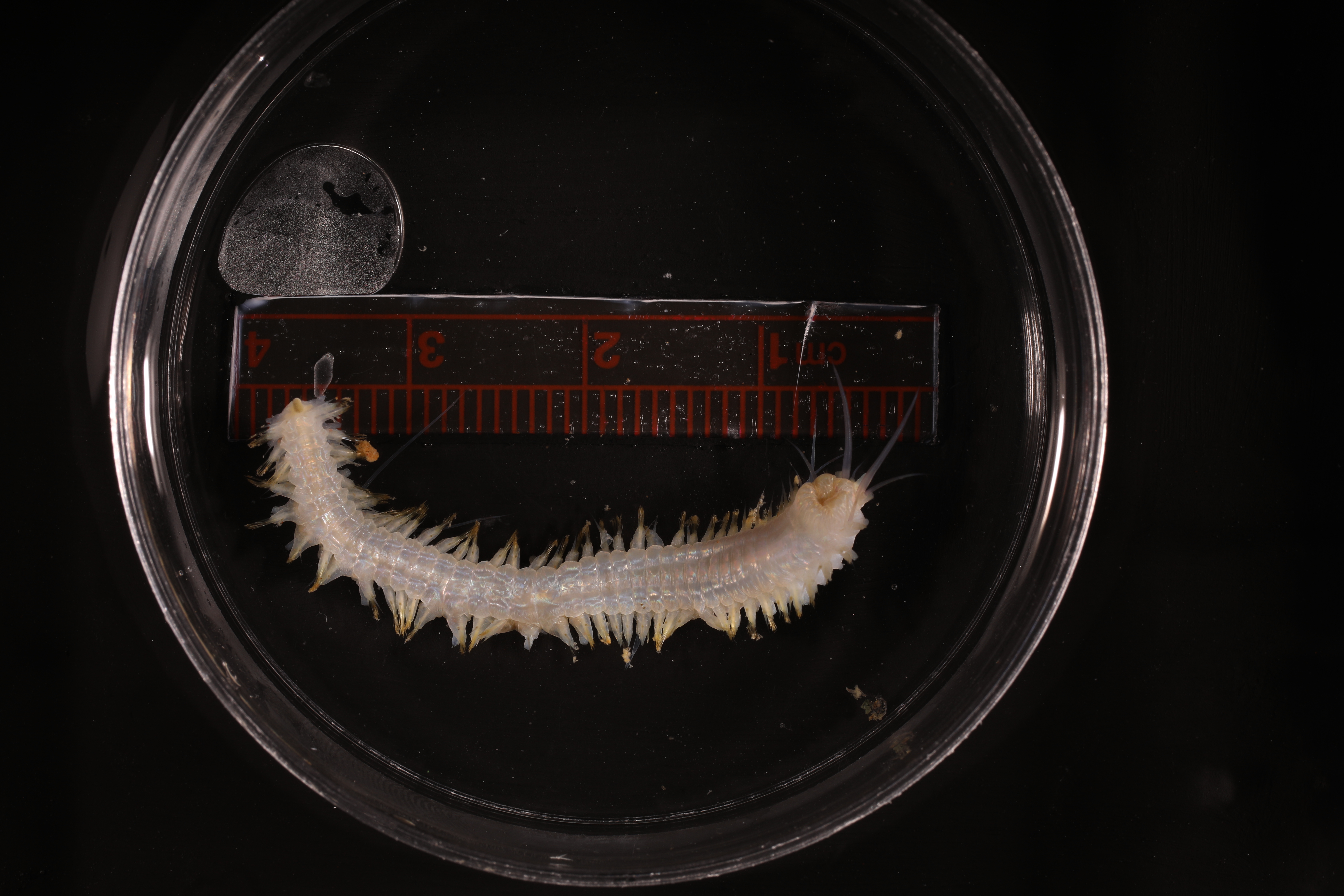 Specimen media
