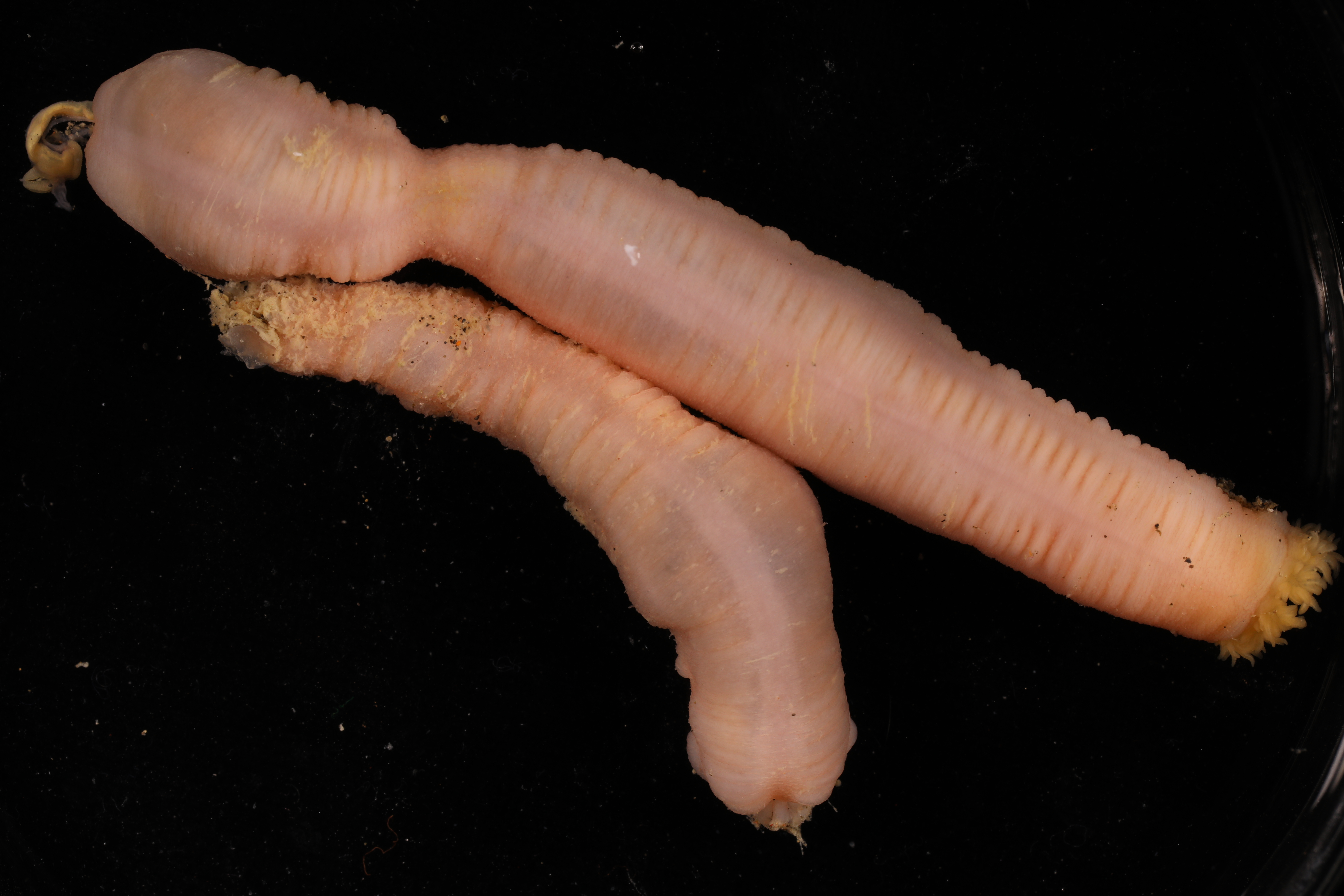 Specimen media