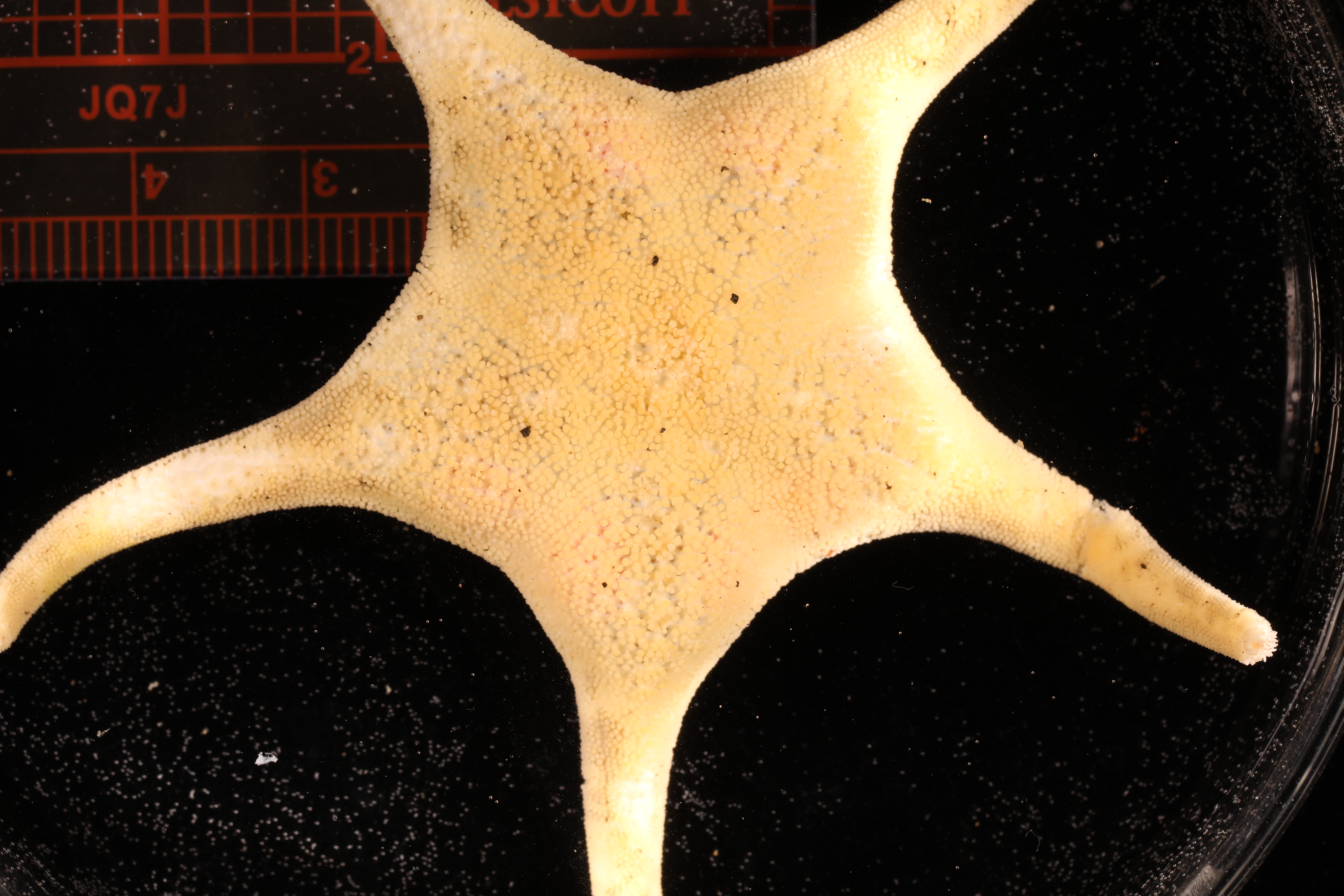 Acodontaster conspicuus