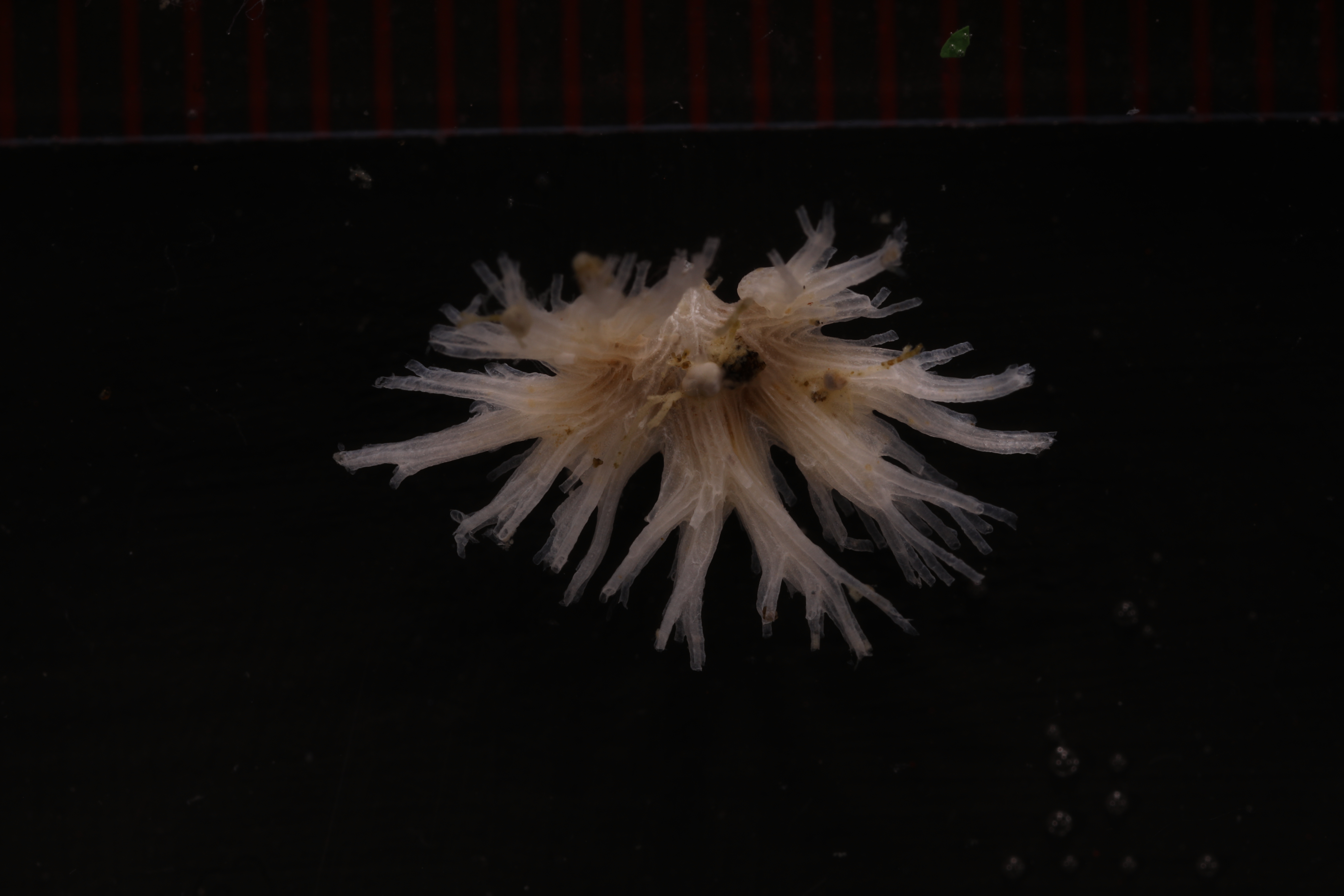 Specimen media