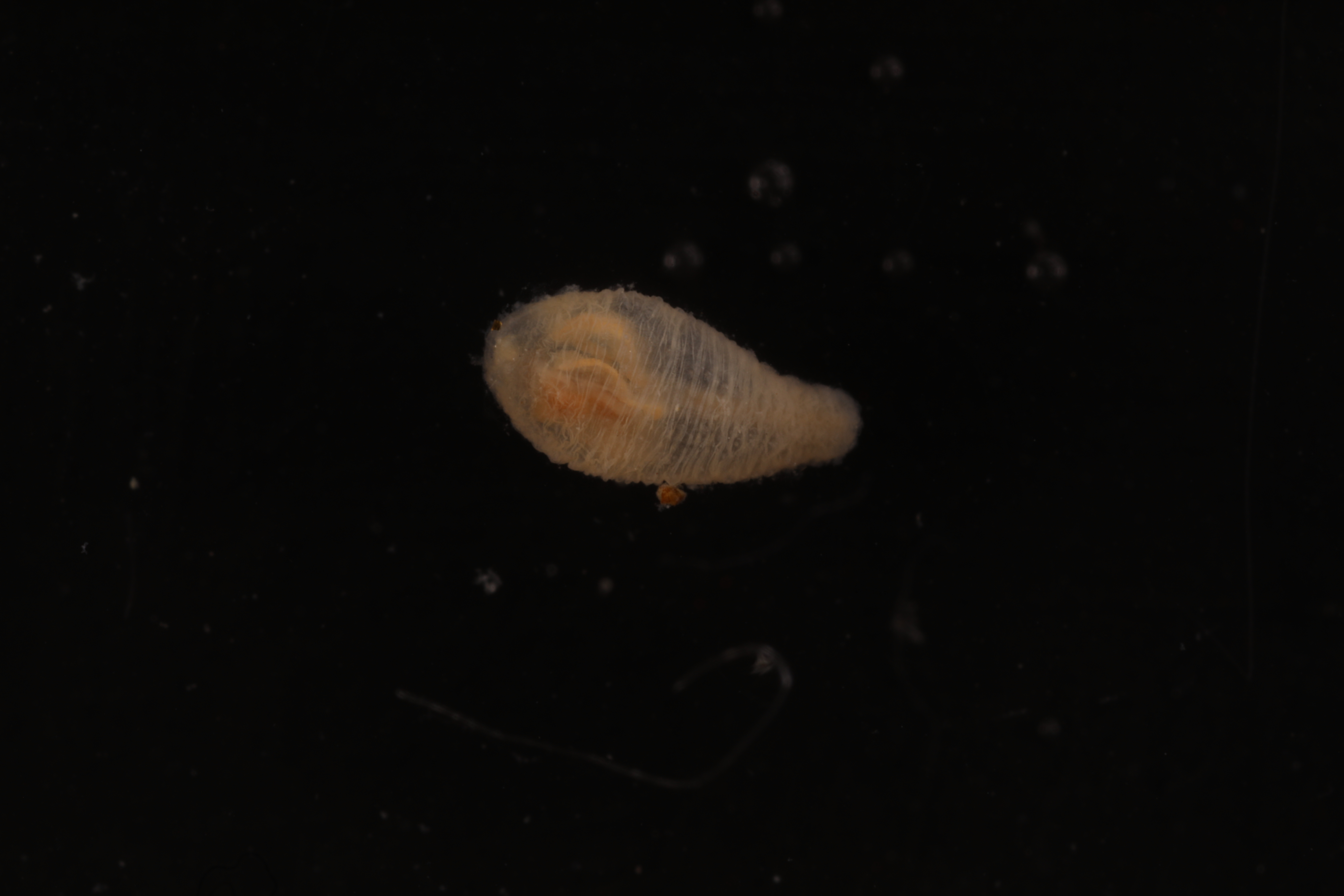 Specimen media