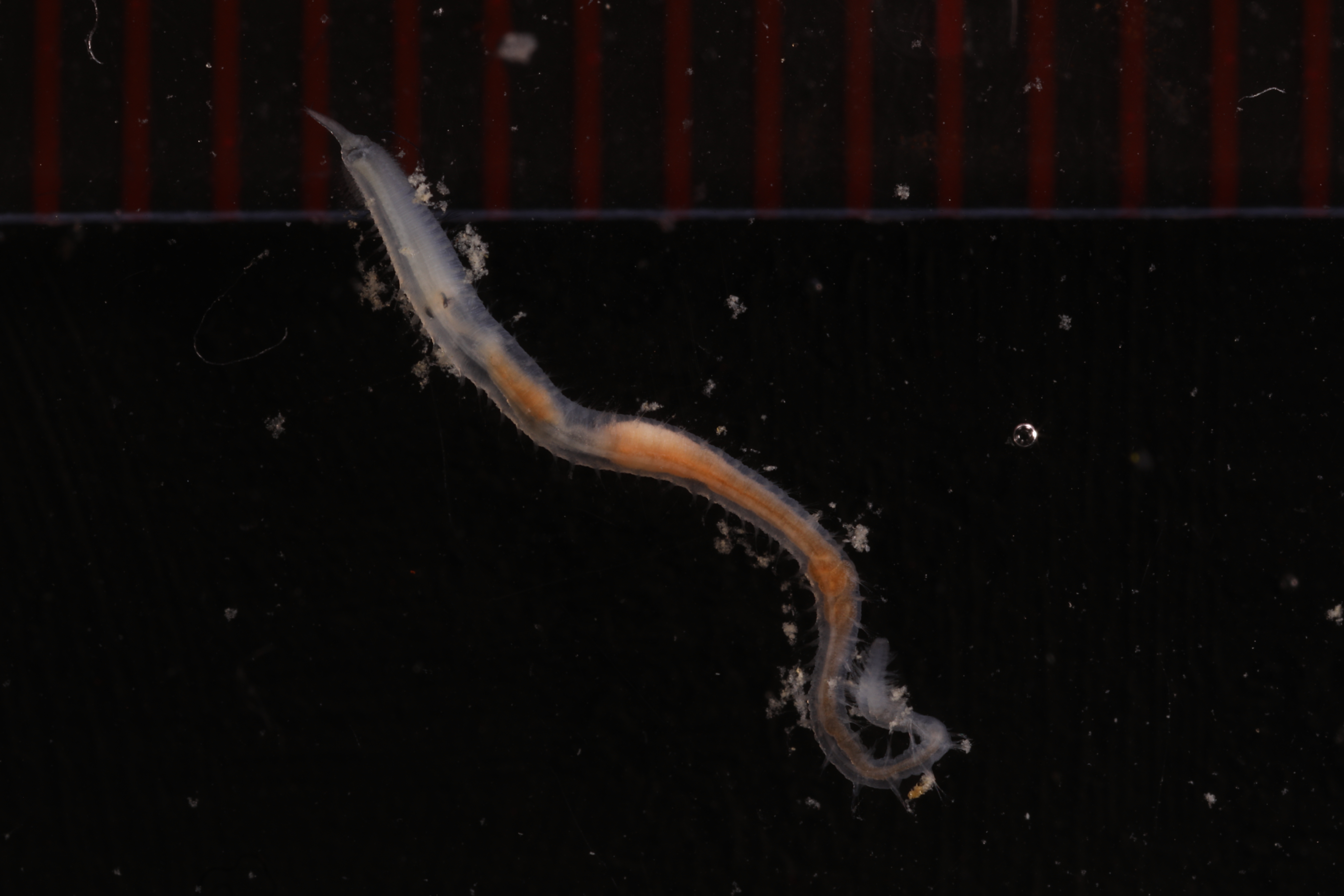 Specimen media