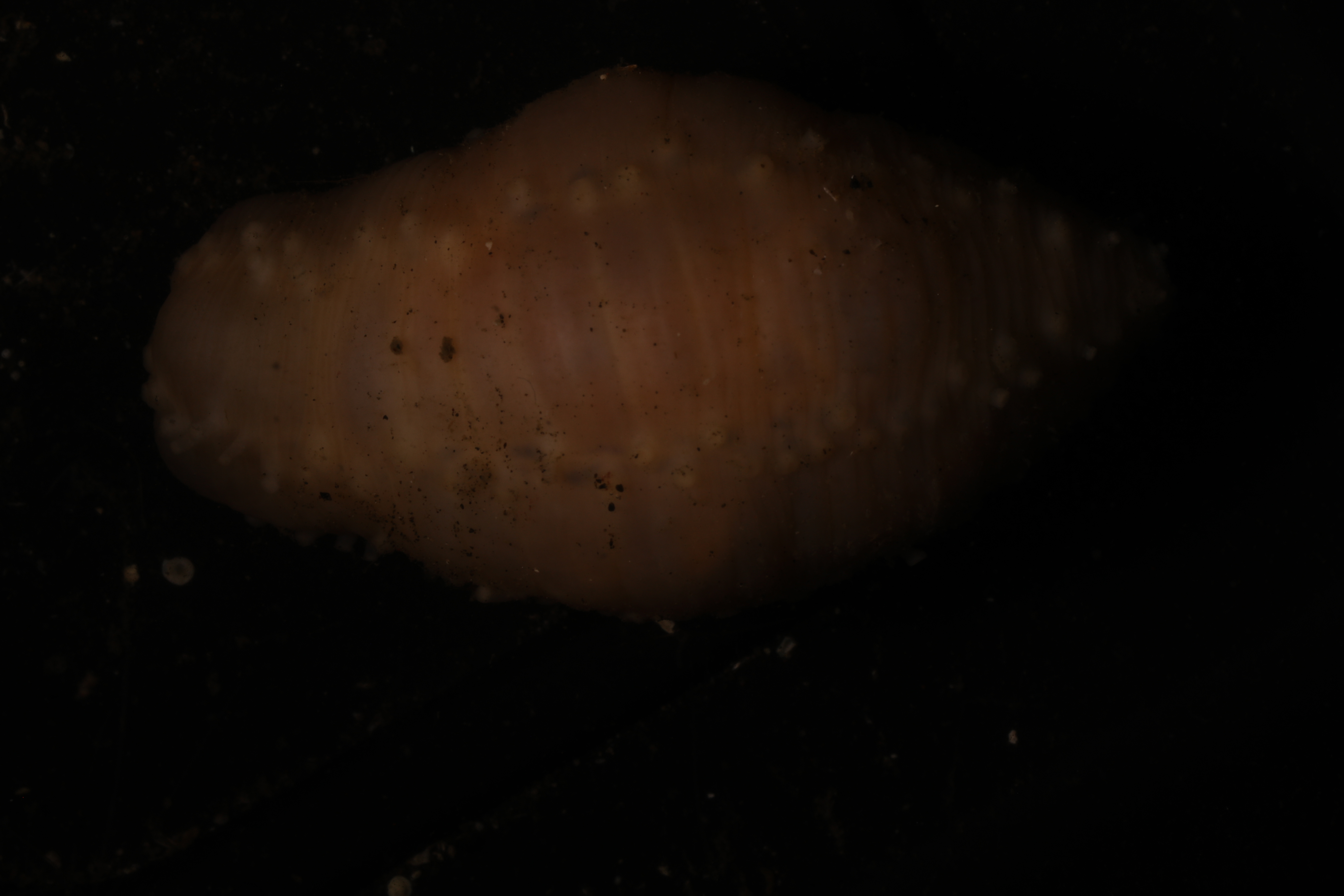 Specimen media