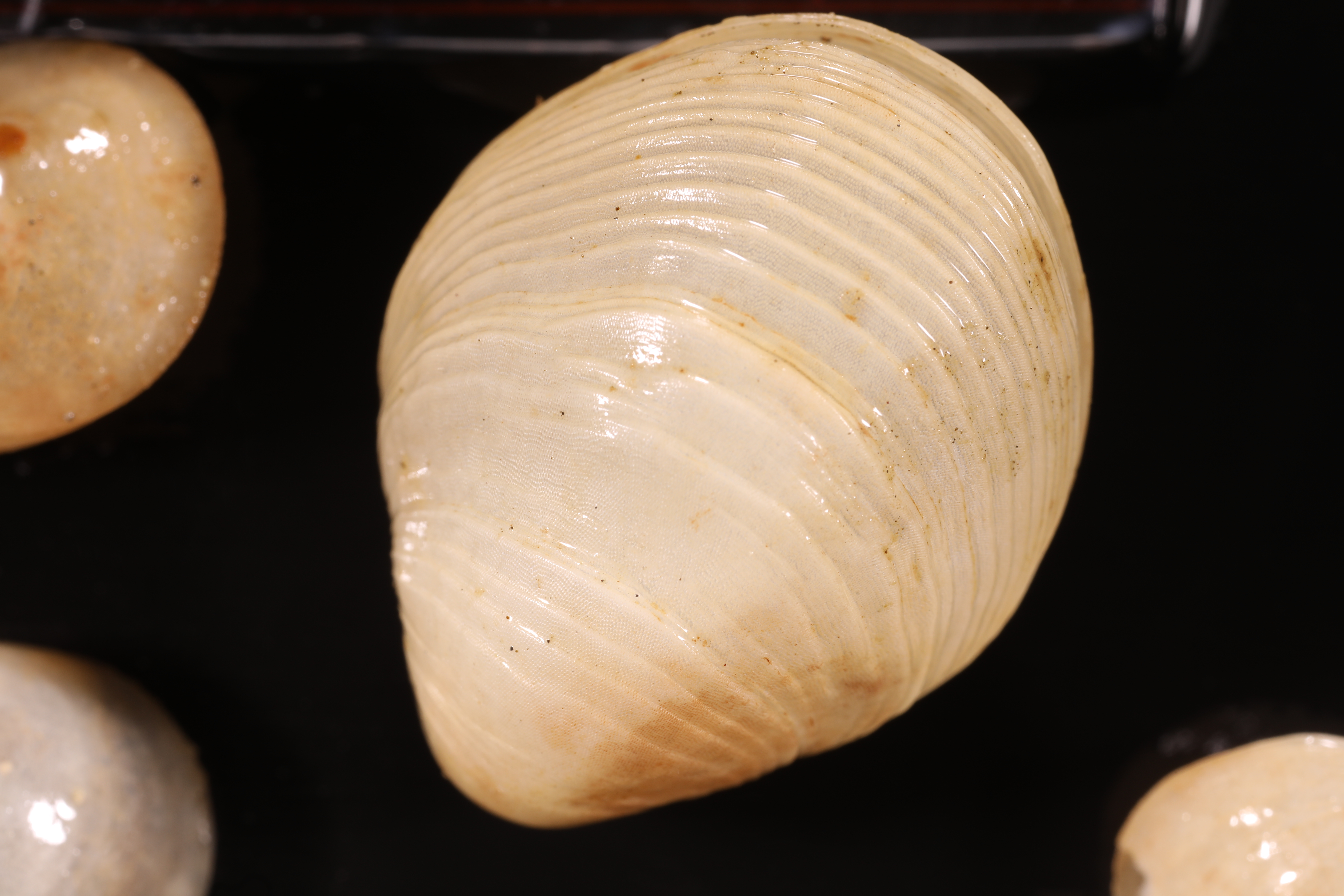 Specimen media
