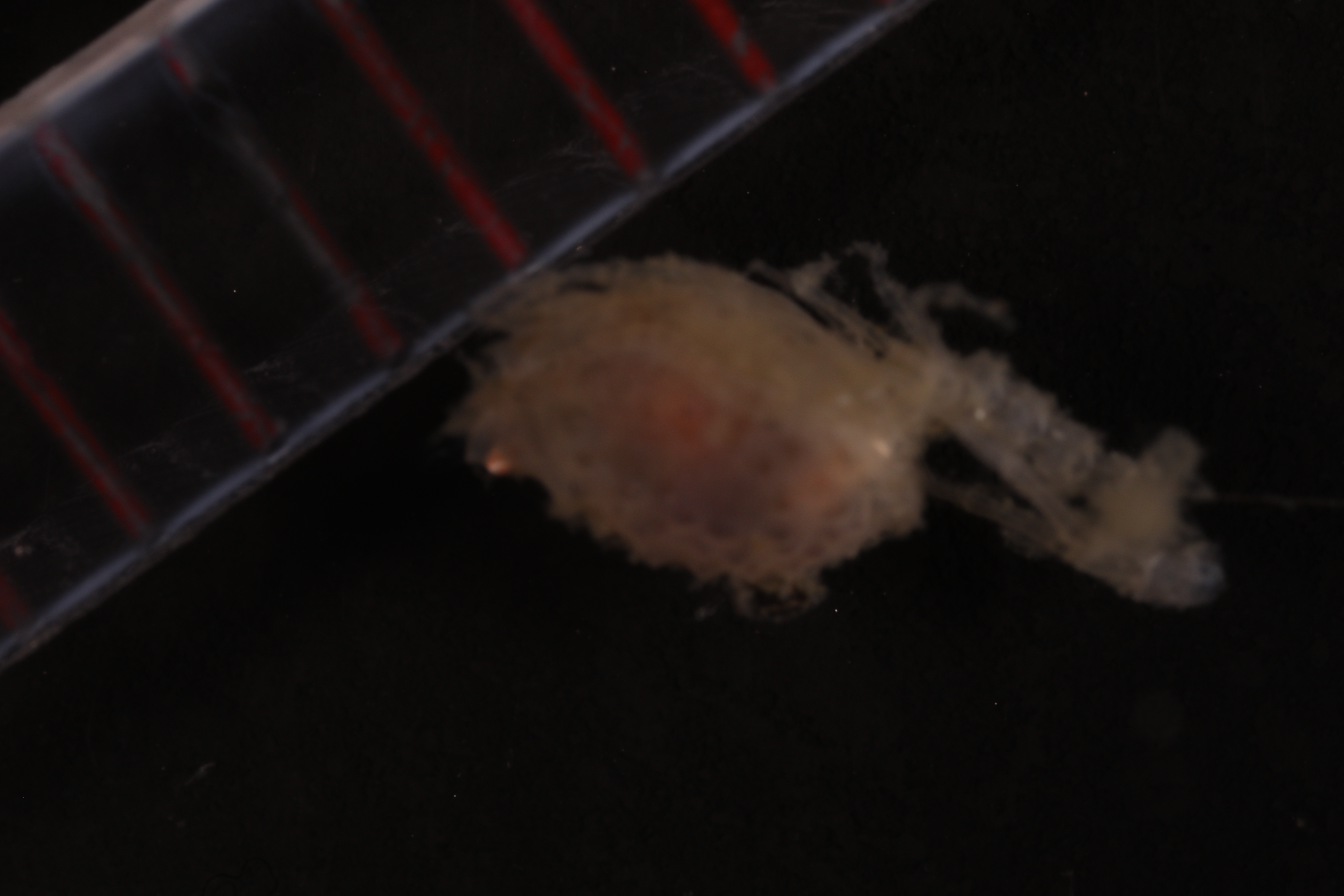 Campylaspis maculata