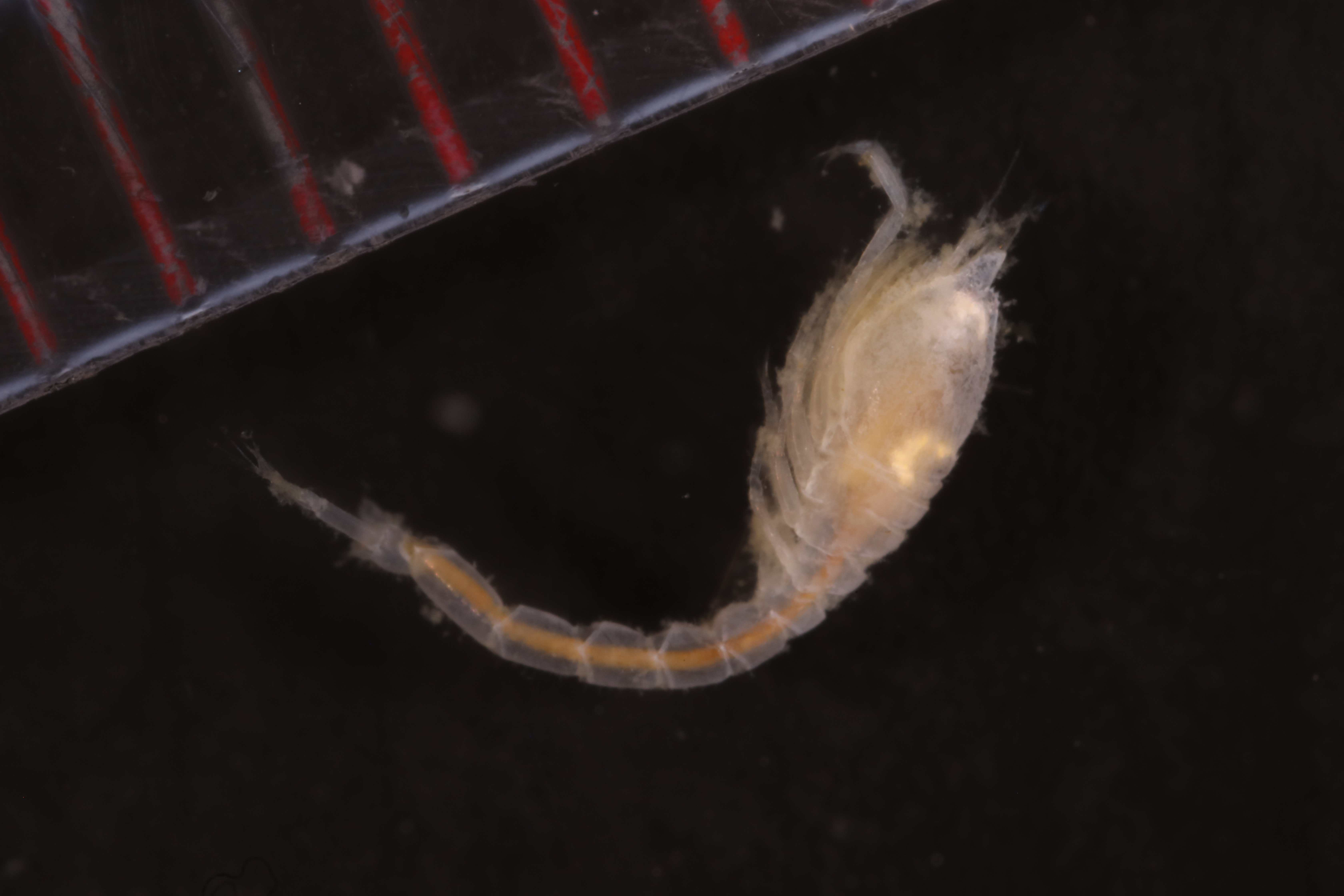 Leucon assimilis
