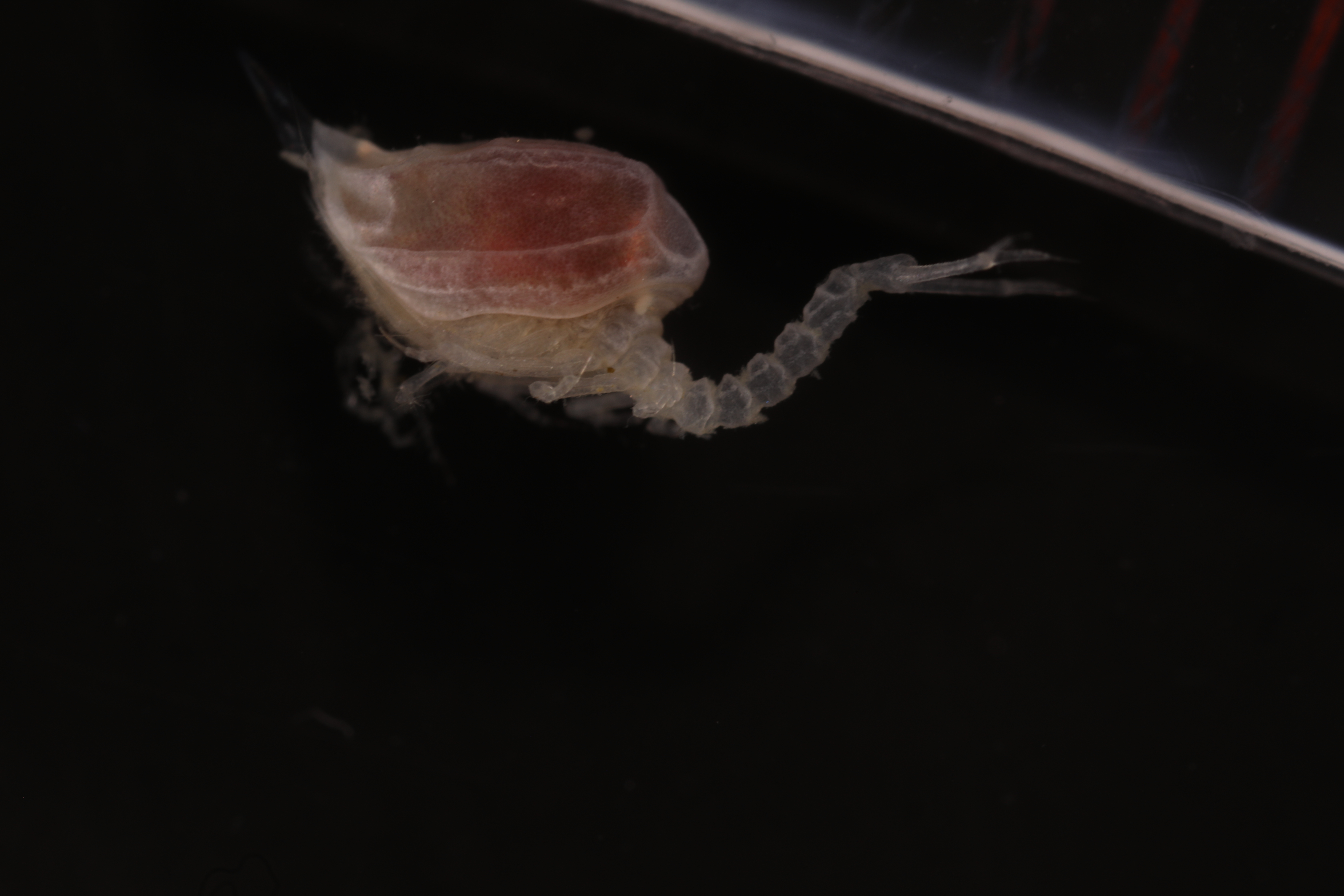 Specimen media
