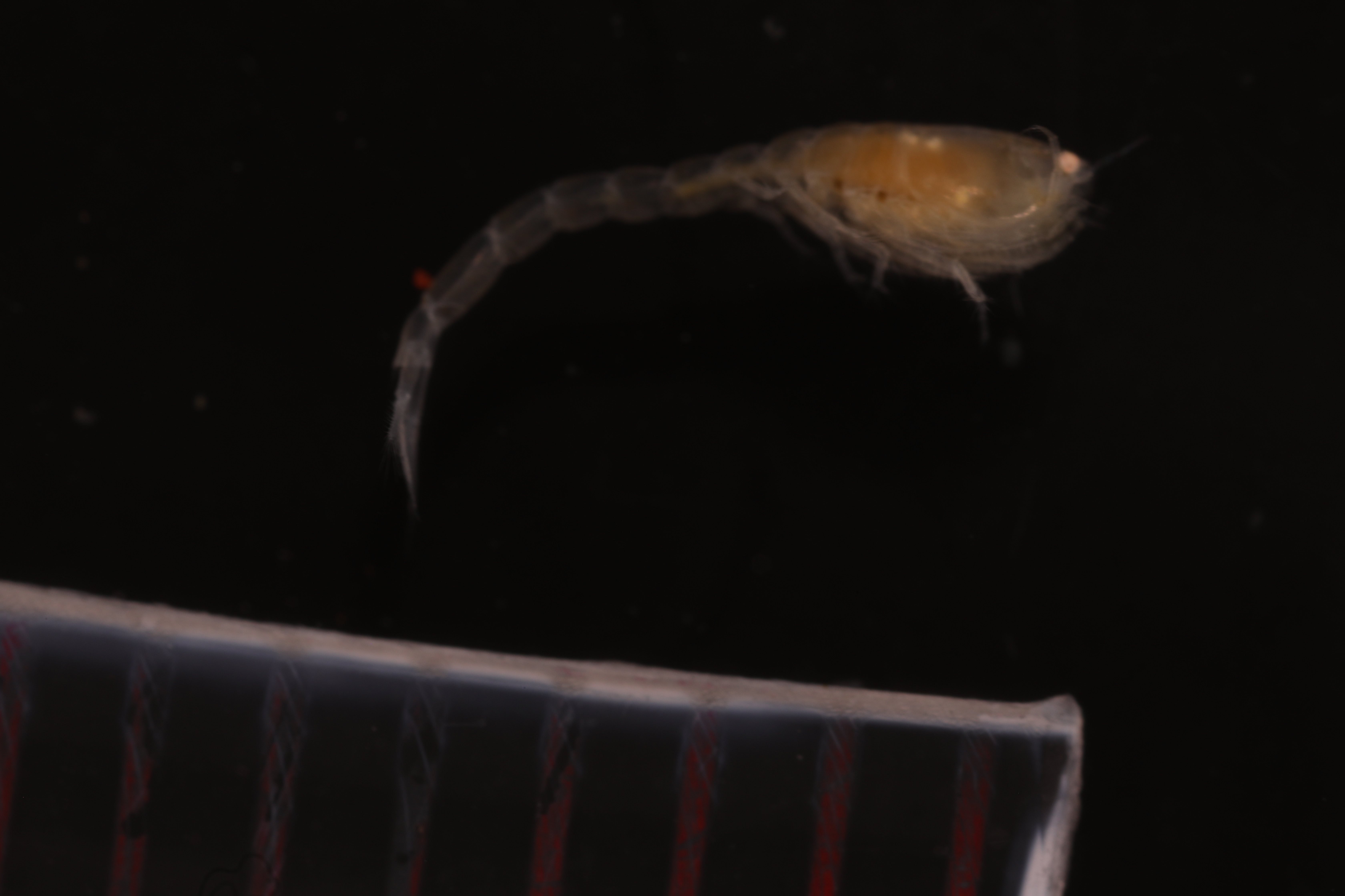 Vaunthompsonia inermis