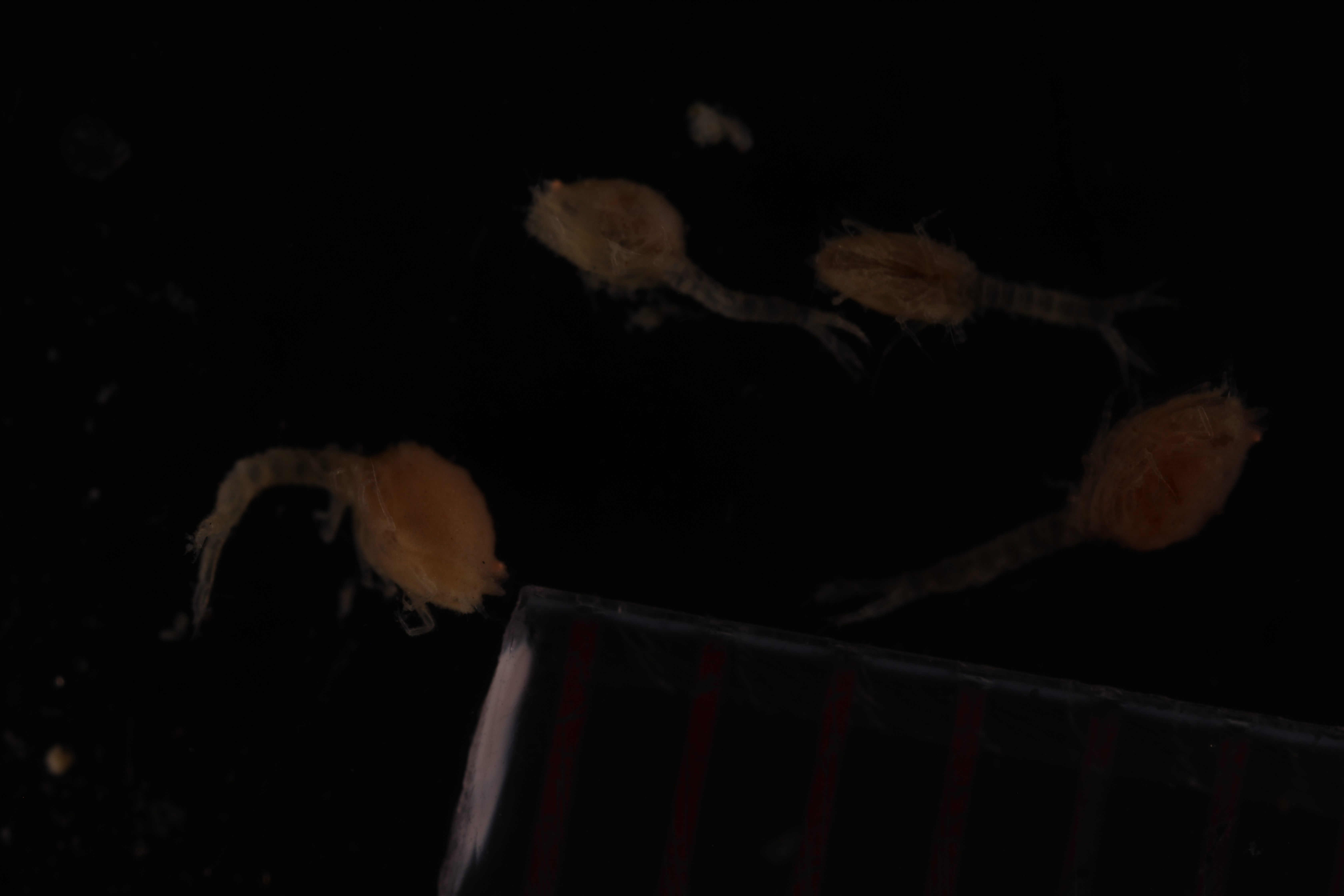 Procampylaspis meridiana