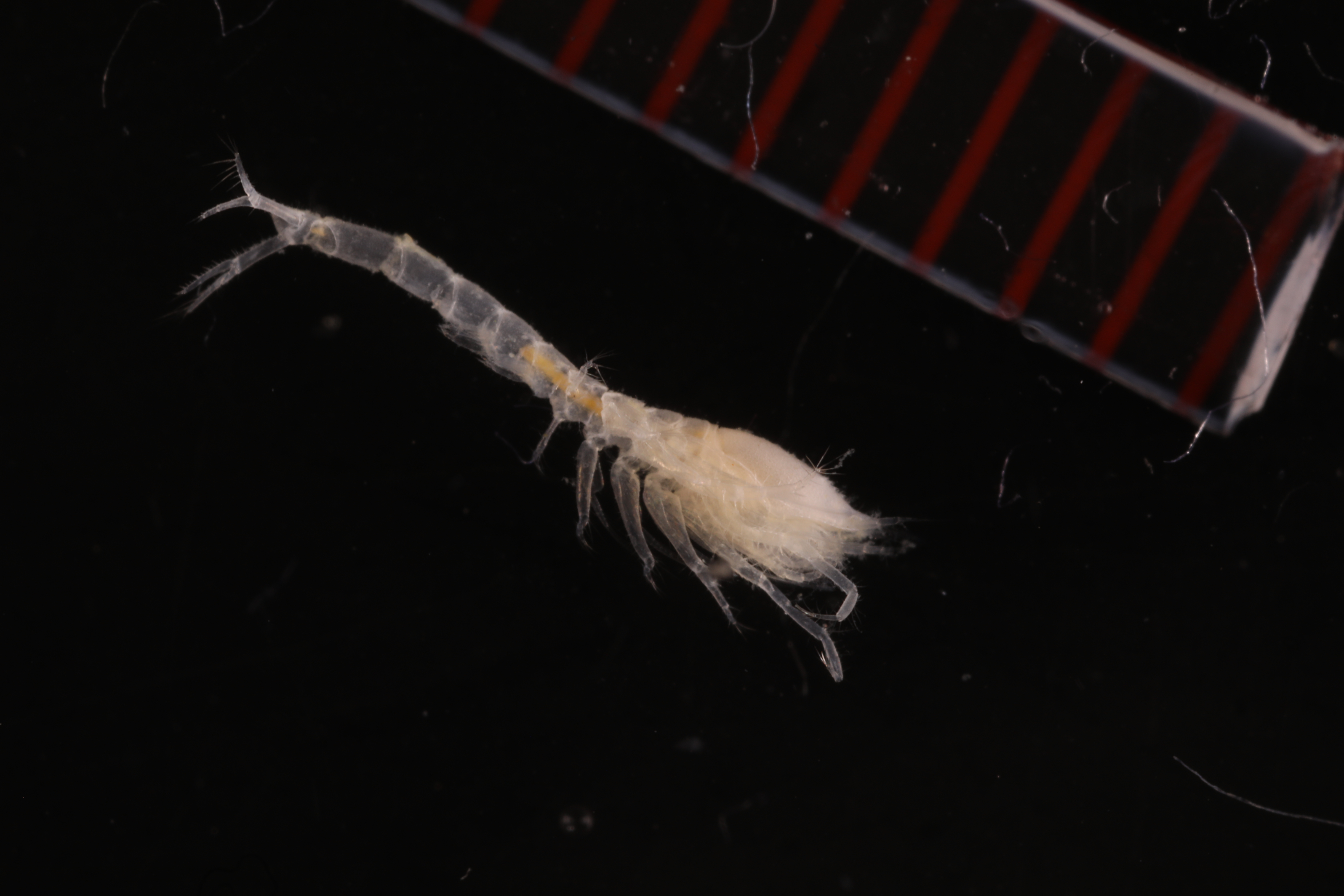 Leucon assimilis