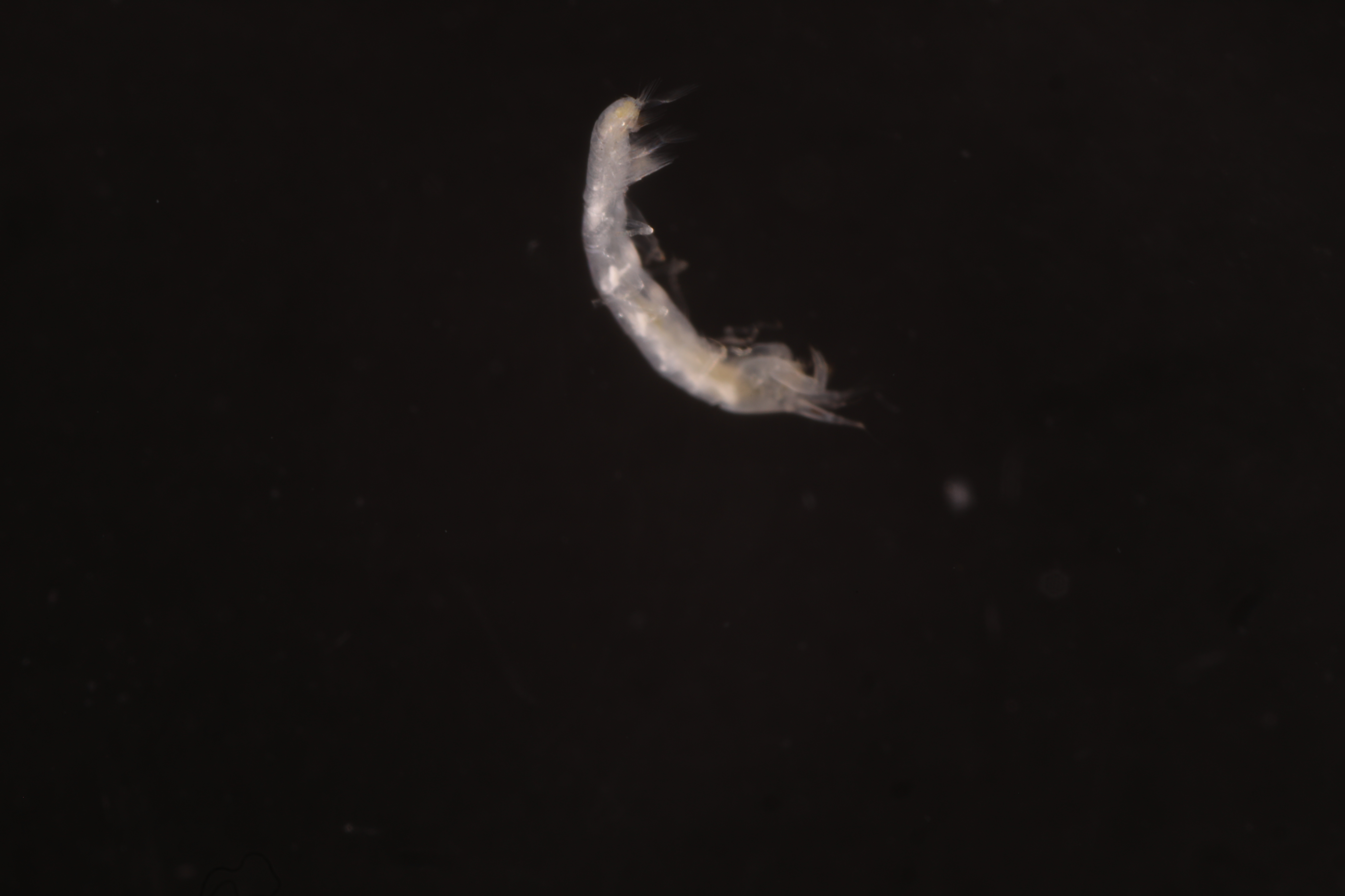 Specimen media