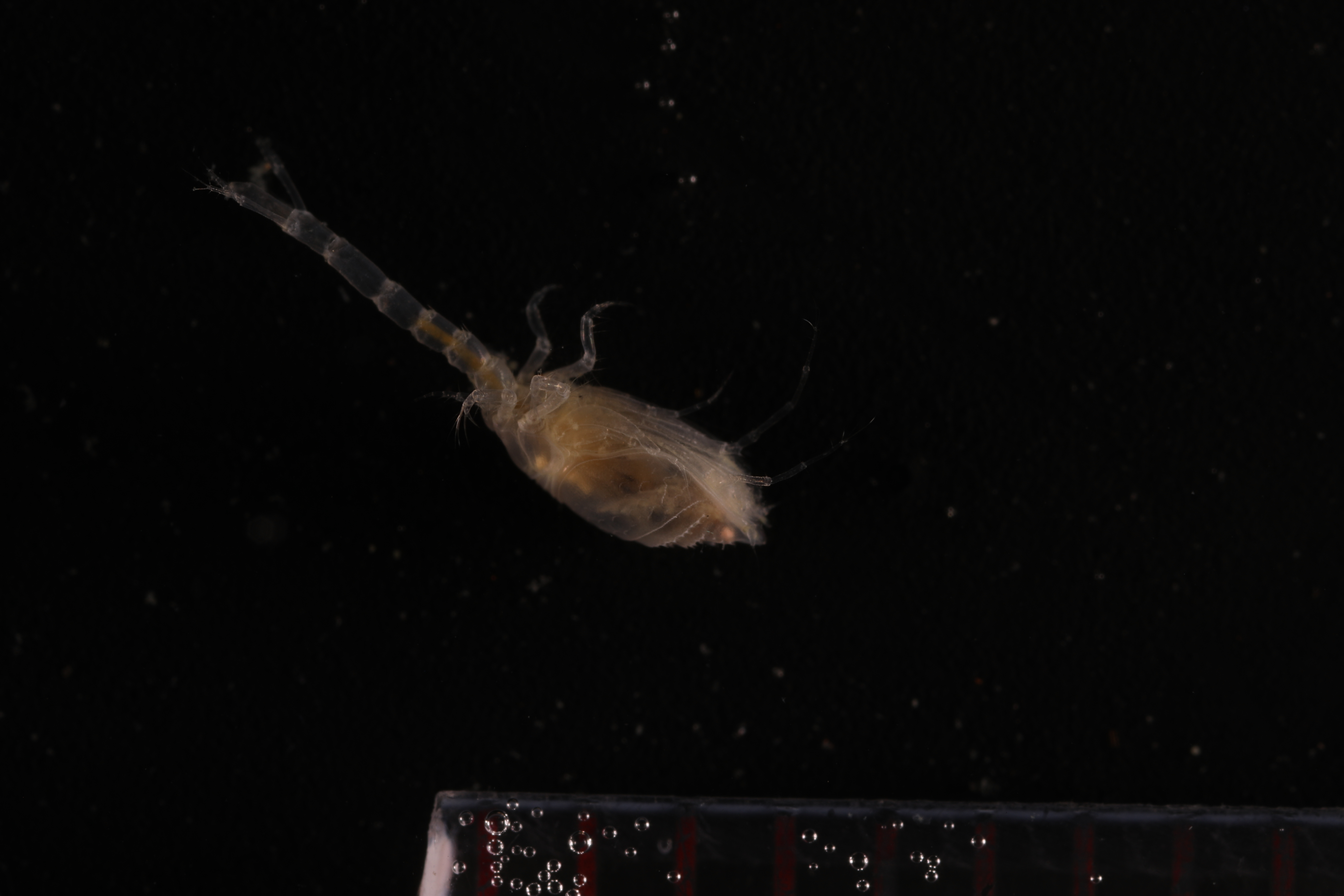 Diastylopsis annulata