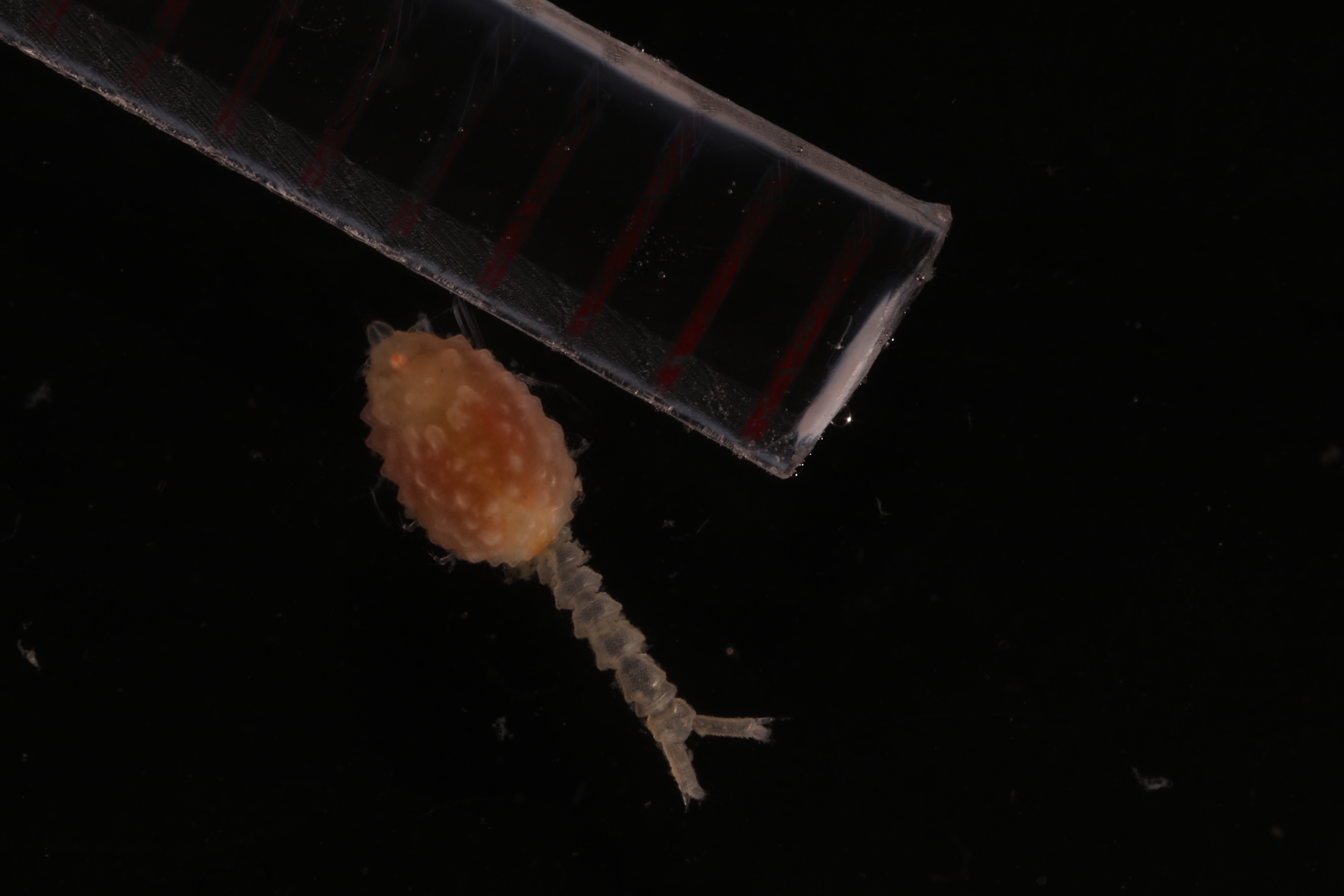 Campylaspis quadridentata