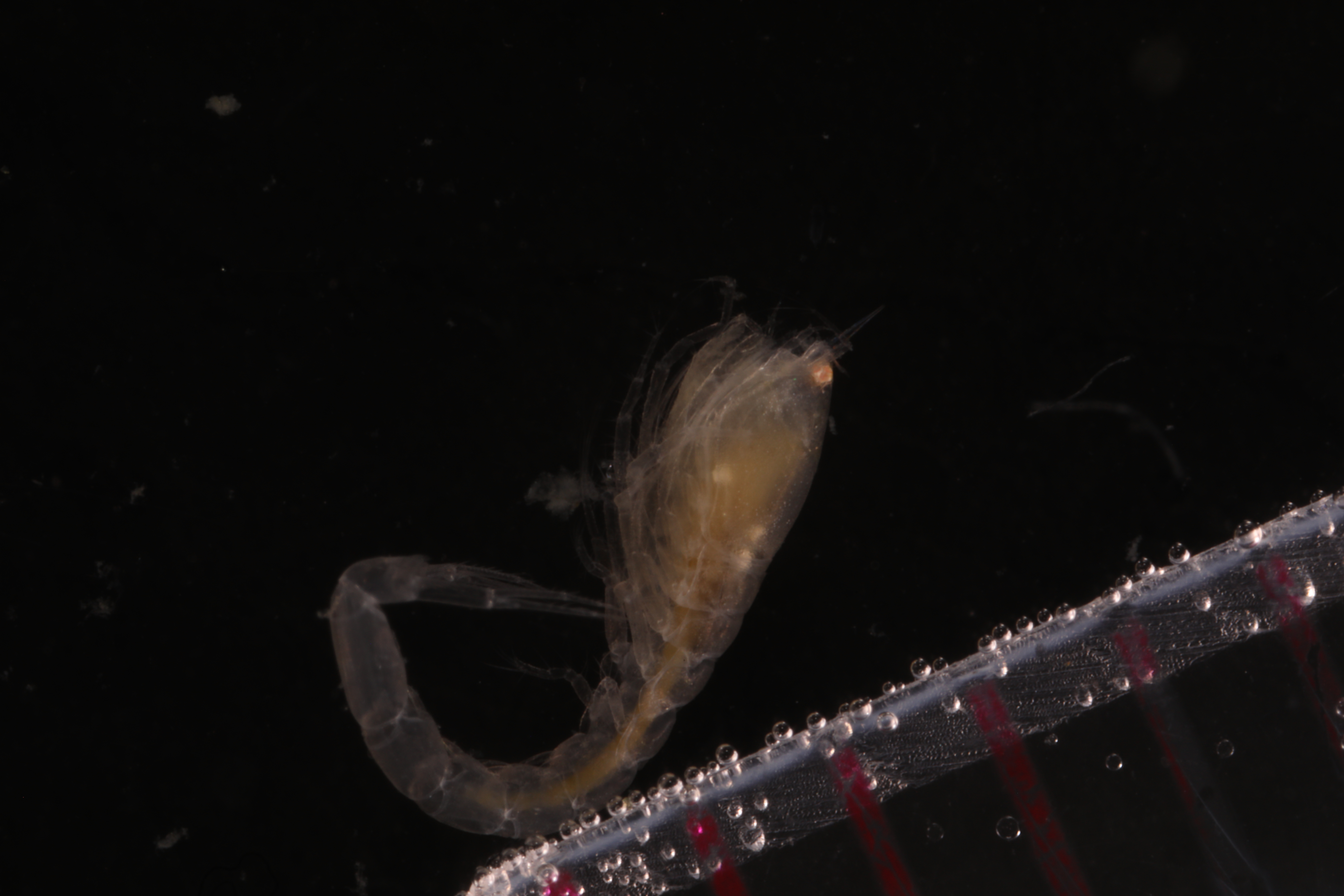 Vaunthompsonia inermis