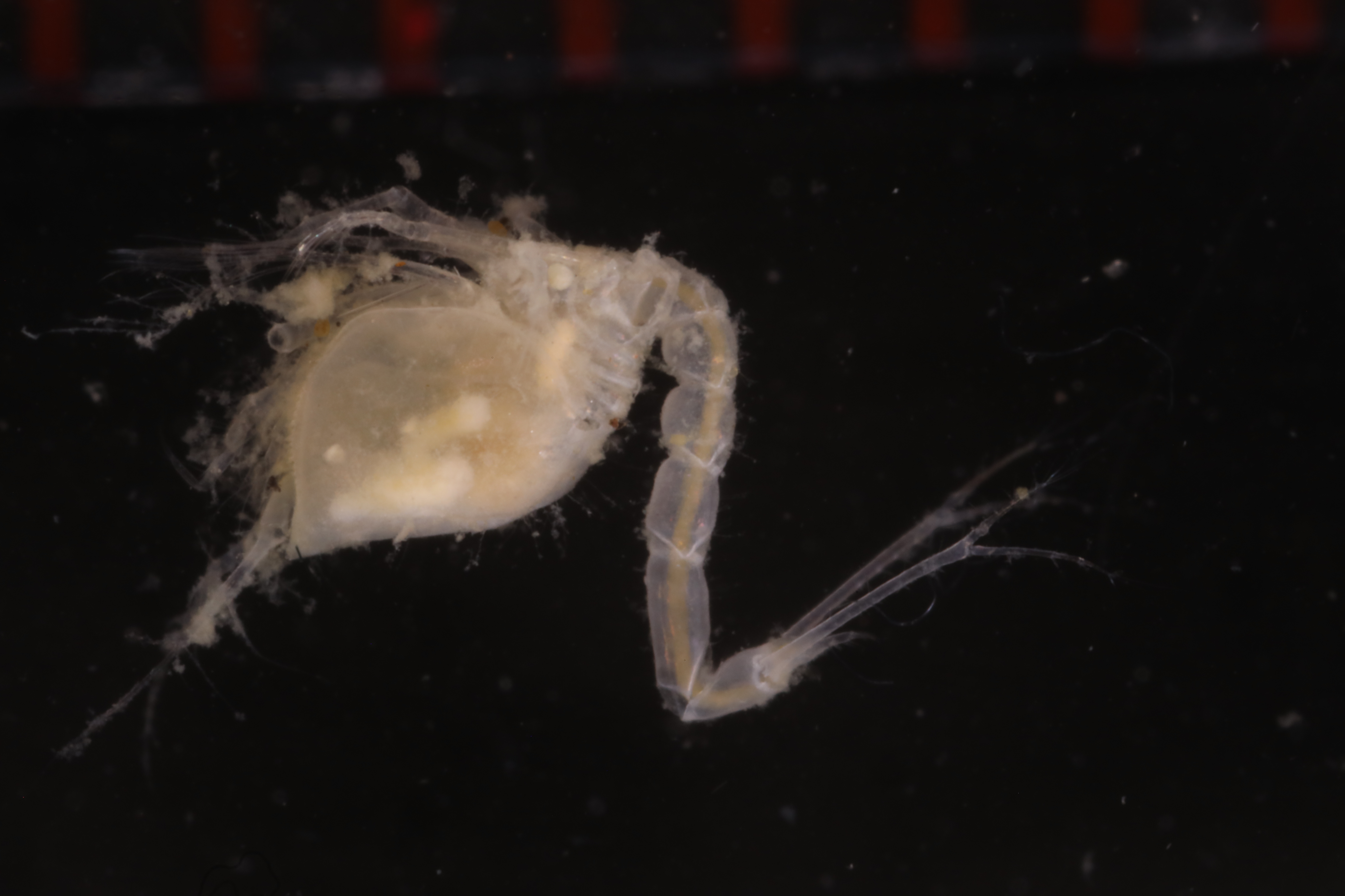 Ekleptostylis debroyeri